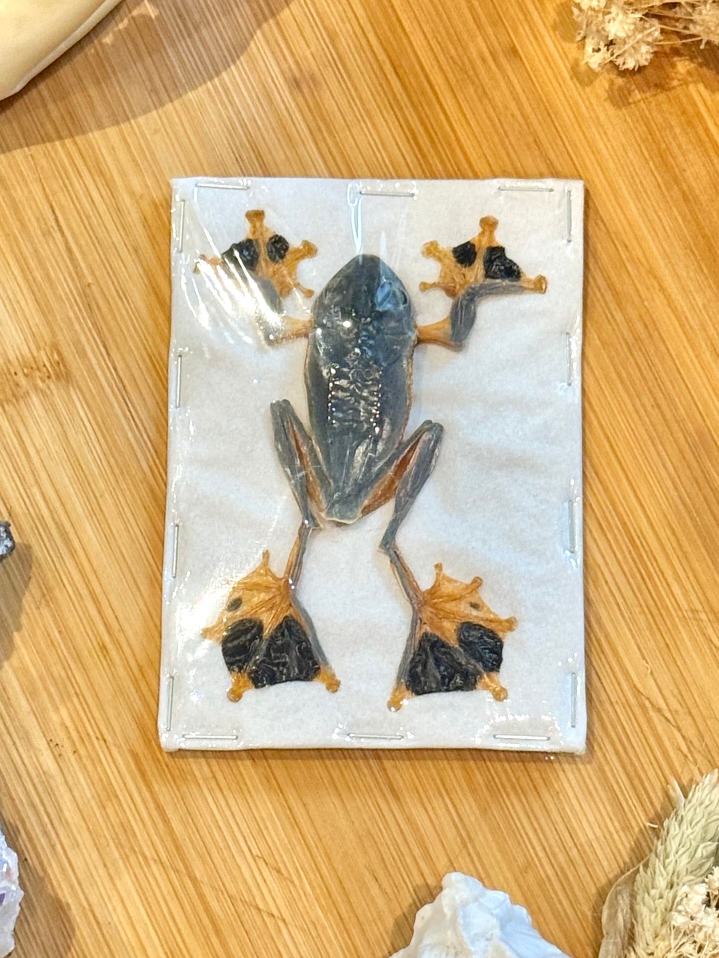 Reinwardt's flying frog- Rhacophorus reinwardtii specimen