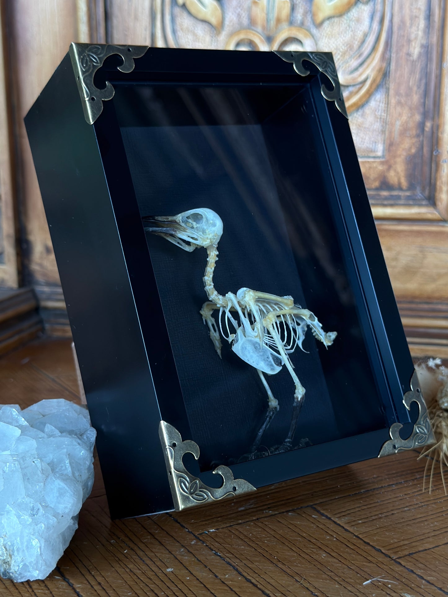 Sooty Headed Bulbul Pycnonotus Aurigaster Skeleton Framed Specimen