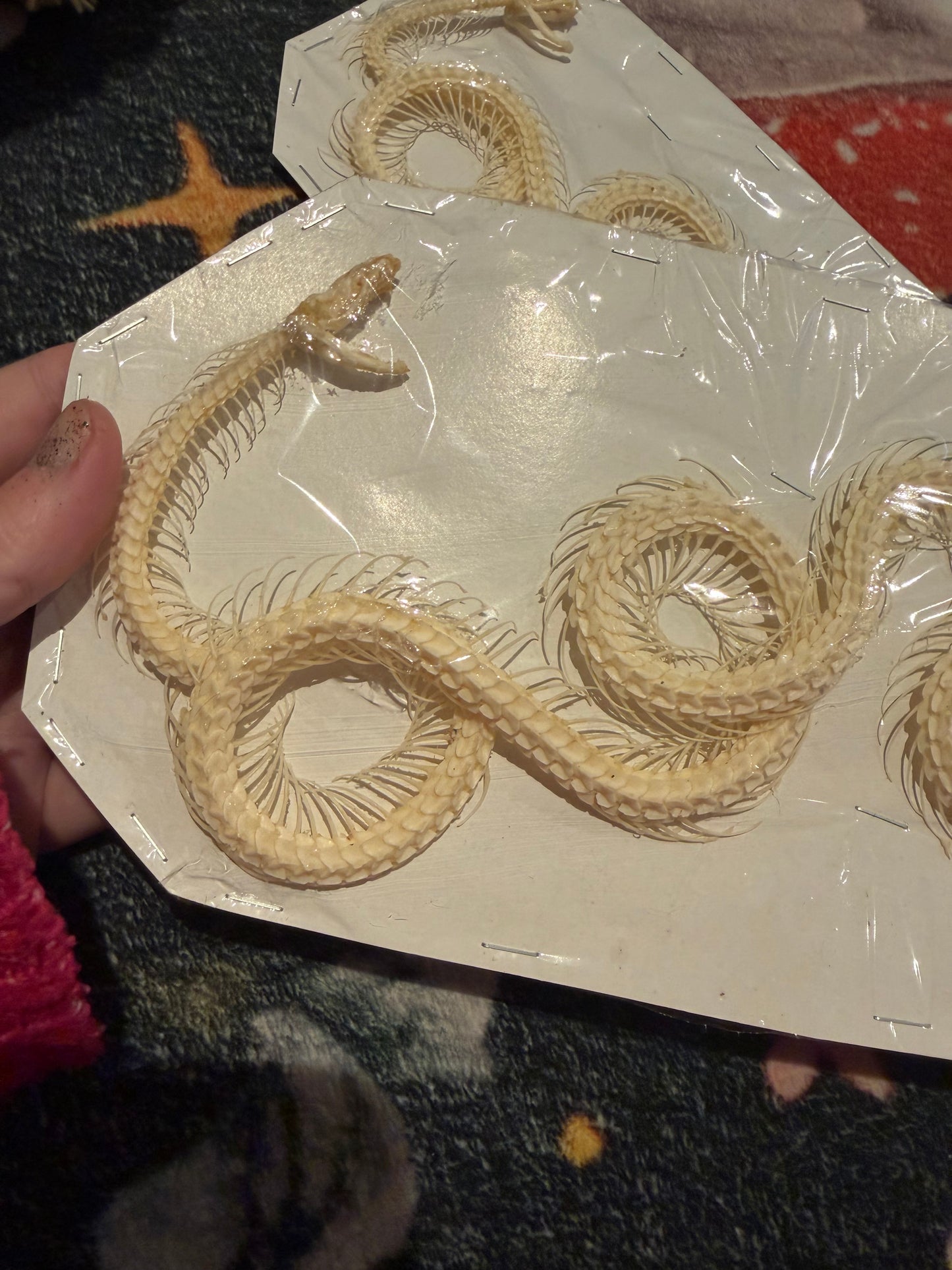 Bungarus candidus - Malayan krait custom set skeleton