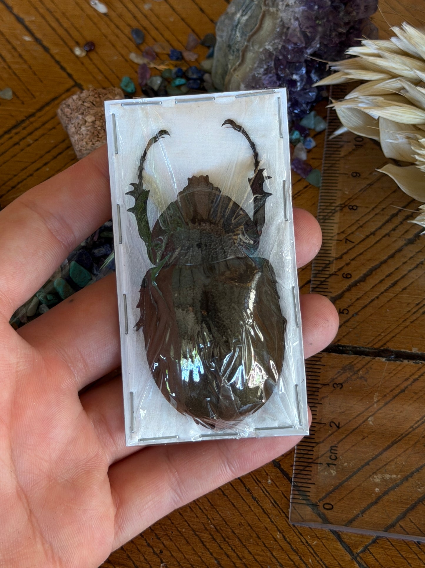 Caucaus Beetle - Chalcosoma Chiron Chiron Female