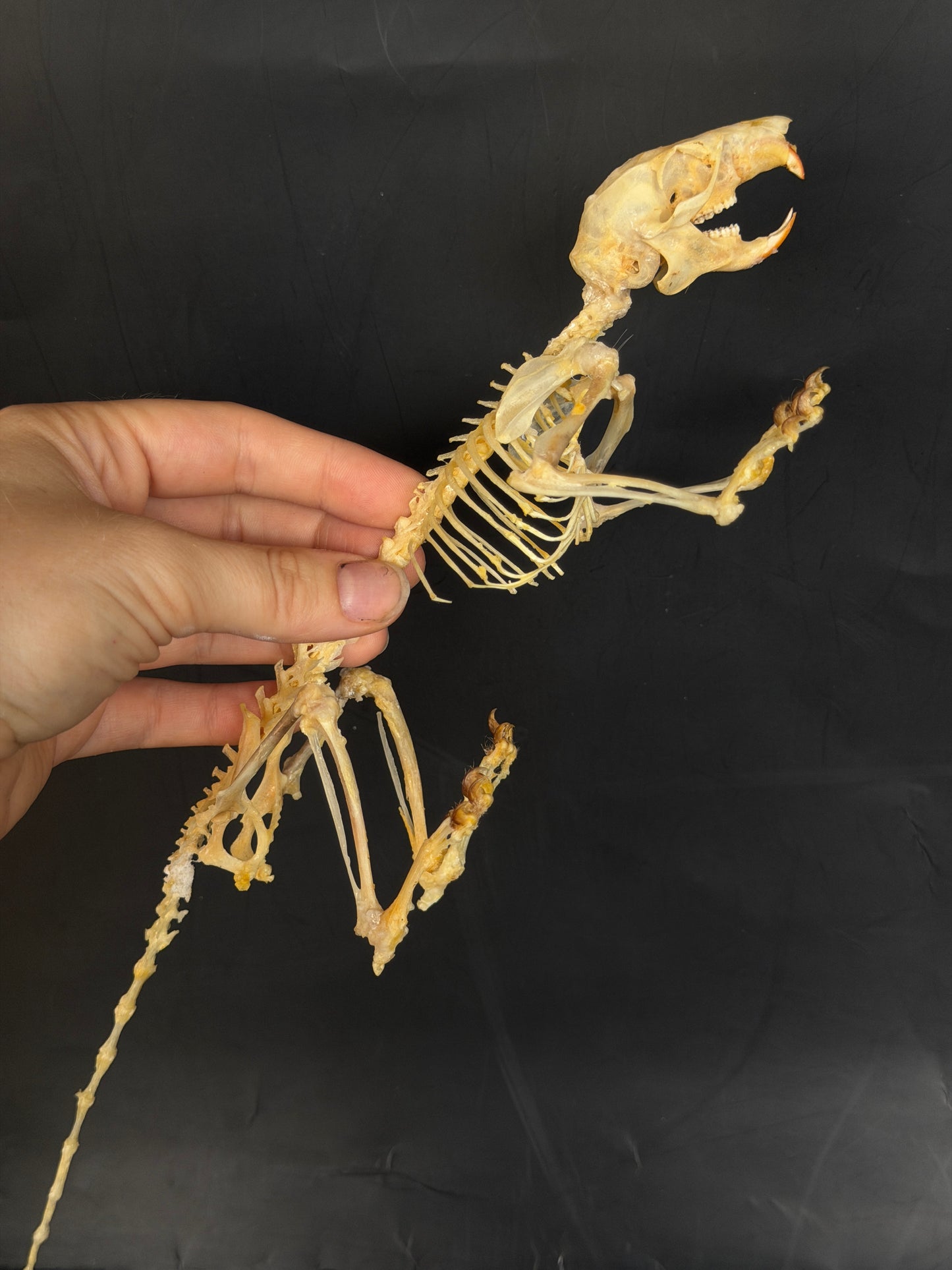 Scandentia/Tree Shrew skeleton - A MINOR QUALITY