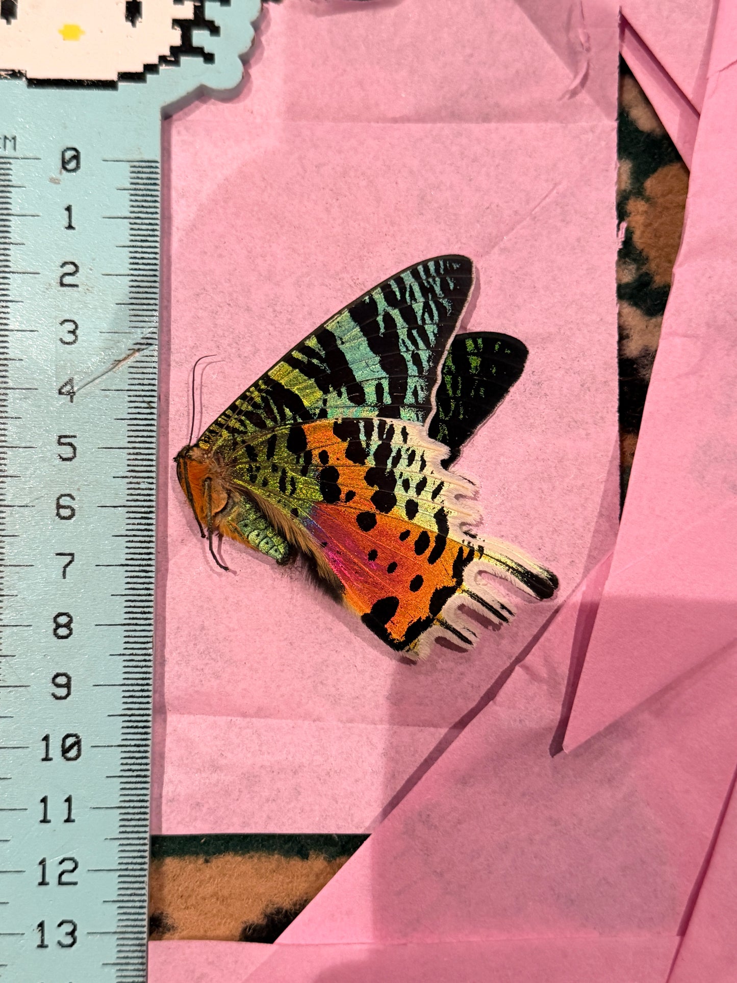 Chrysiridia rhipheus - MADAGASCAN SUNSET MOTH A- QUALITY