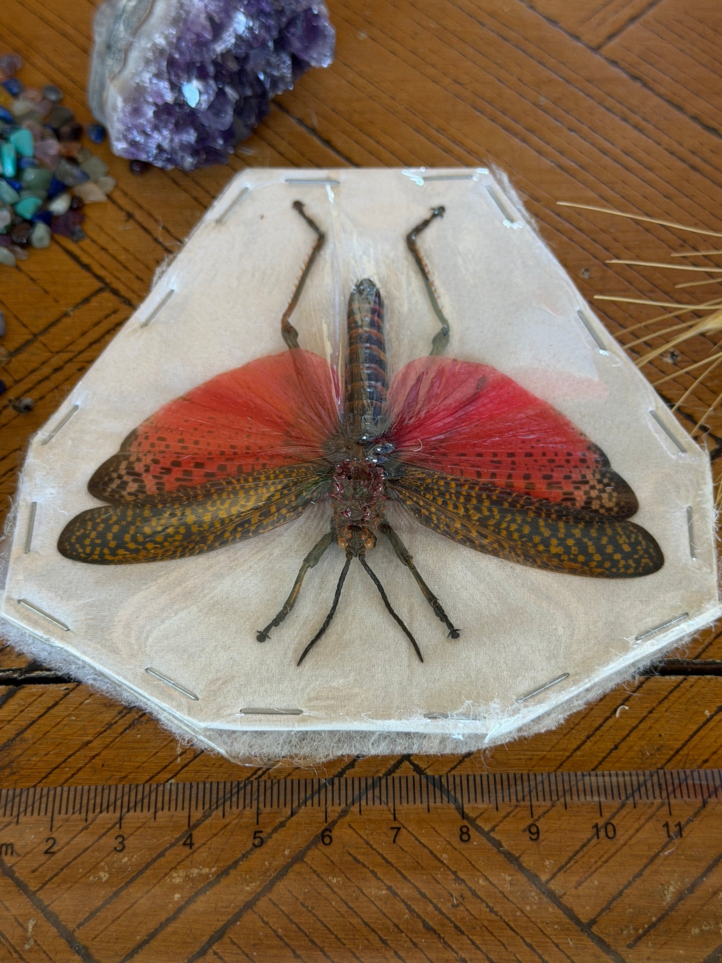 Rainbow Milkweed Locust - Phymateus Saxosus