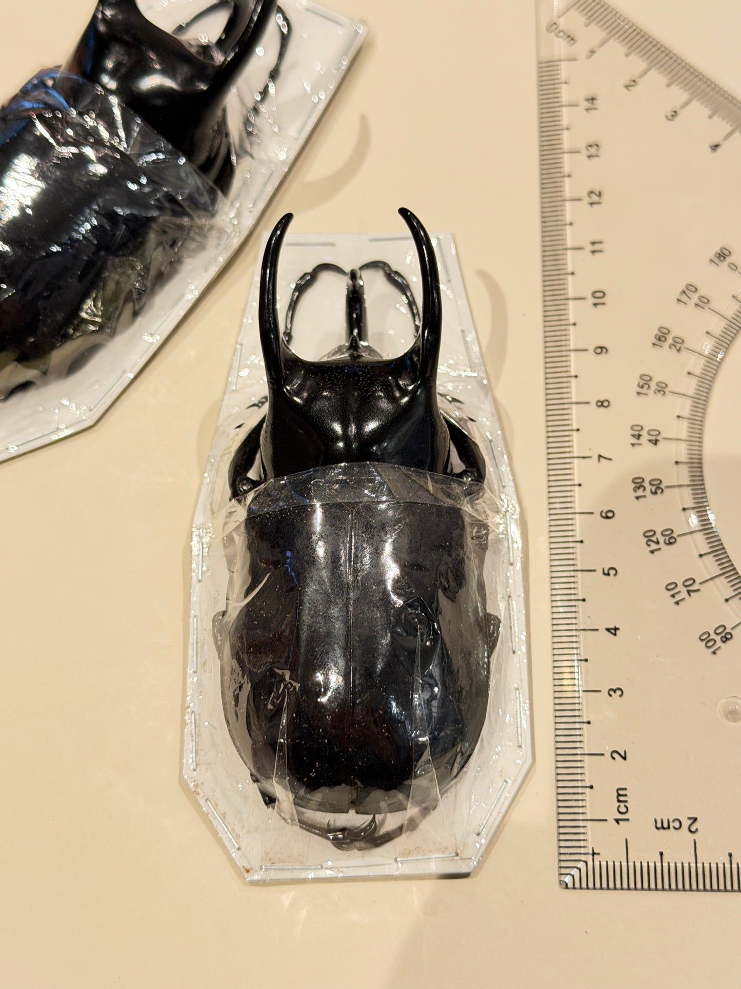 XL ATLAS BEETLE - Chalcosoma Chiron Jansseni