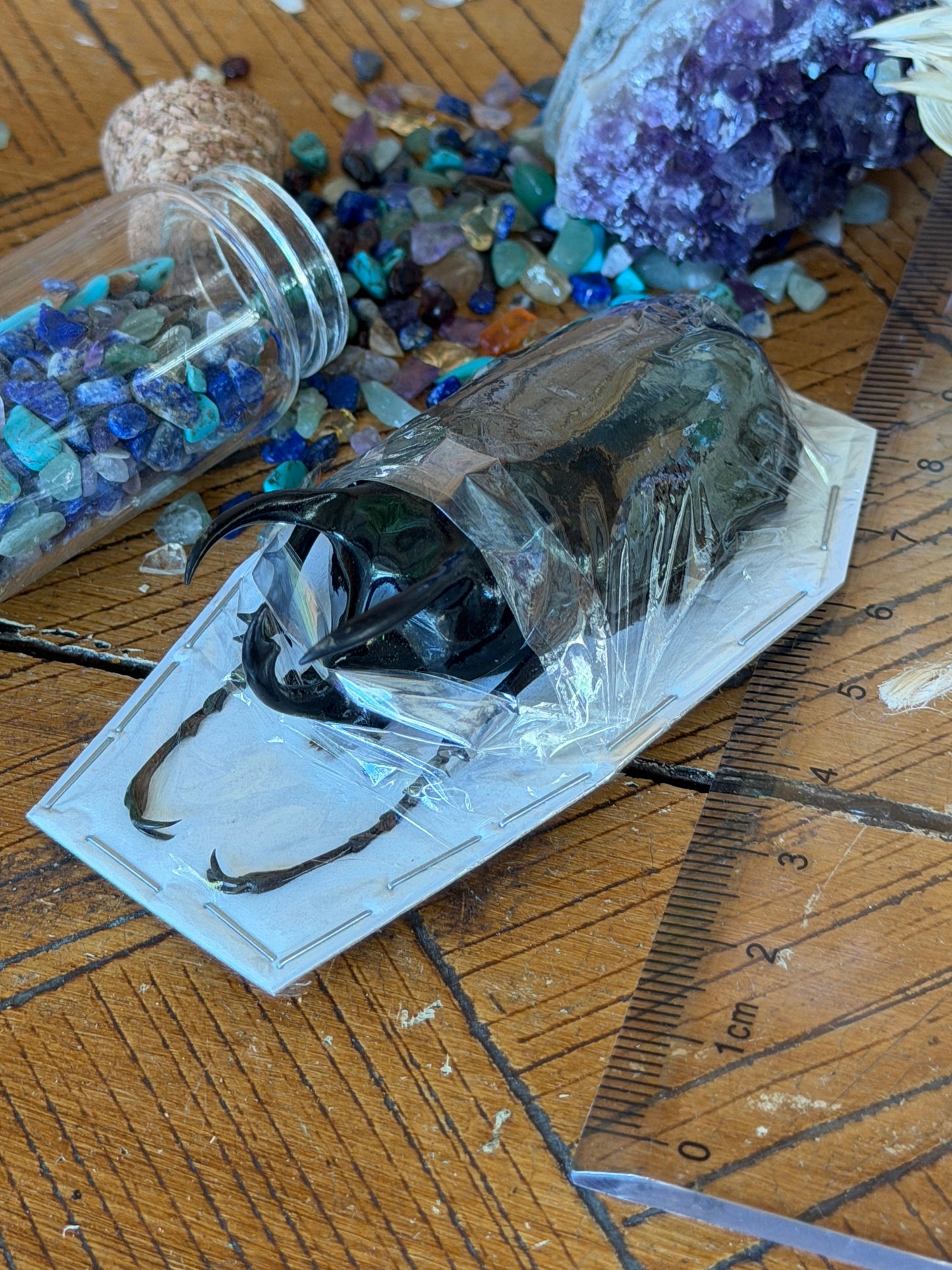 Atlas Beetle - Chalcosoma Atlas Atlas Medium