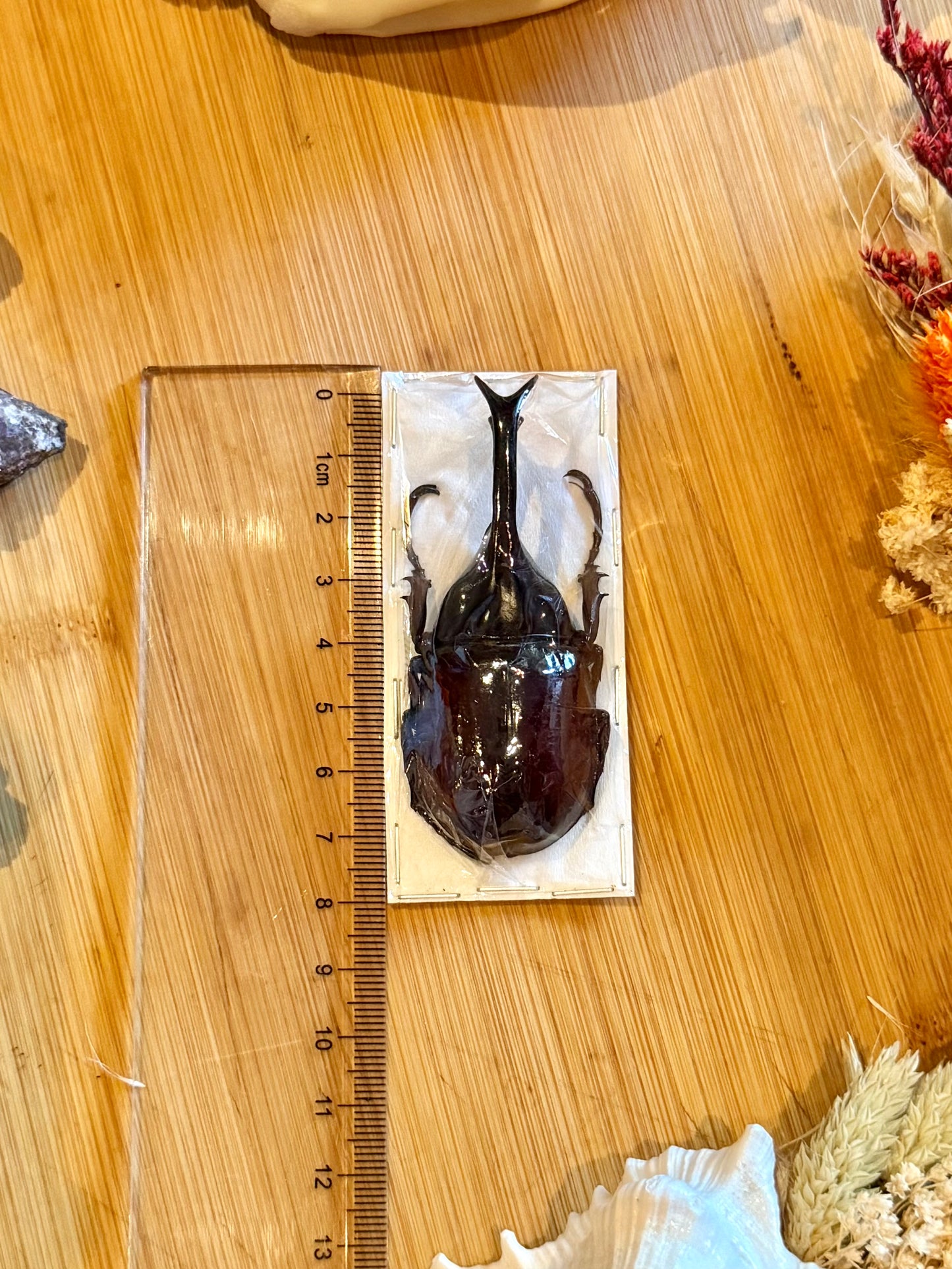 Rhinoceros beetle- Xylotruoes sumatrensis 70mm specimen