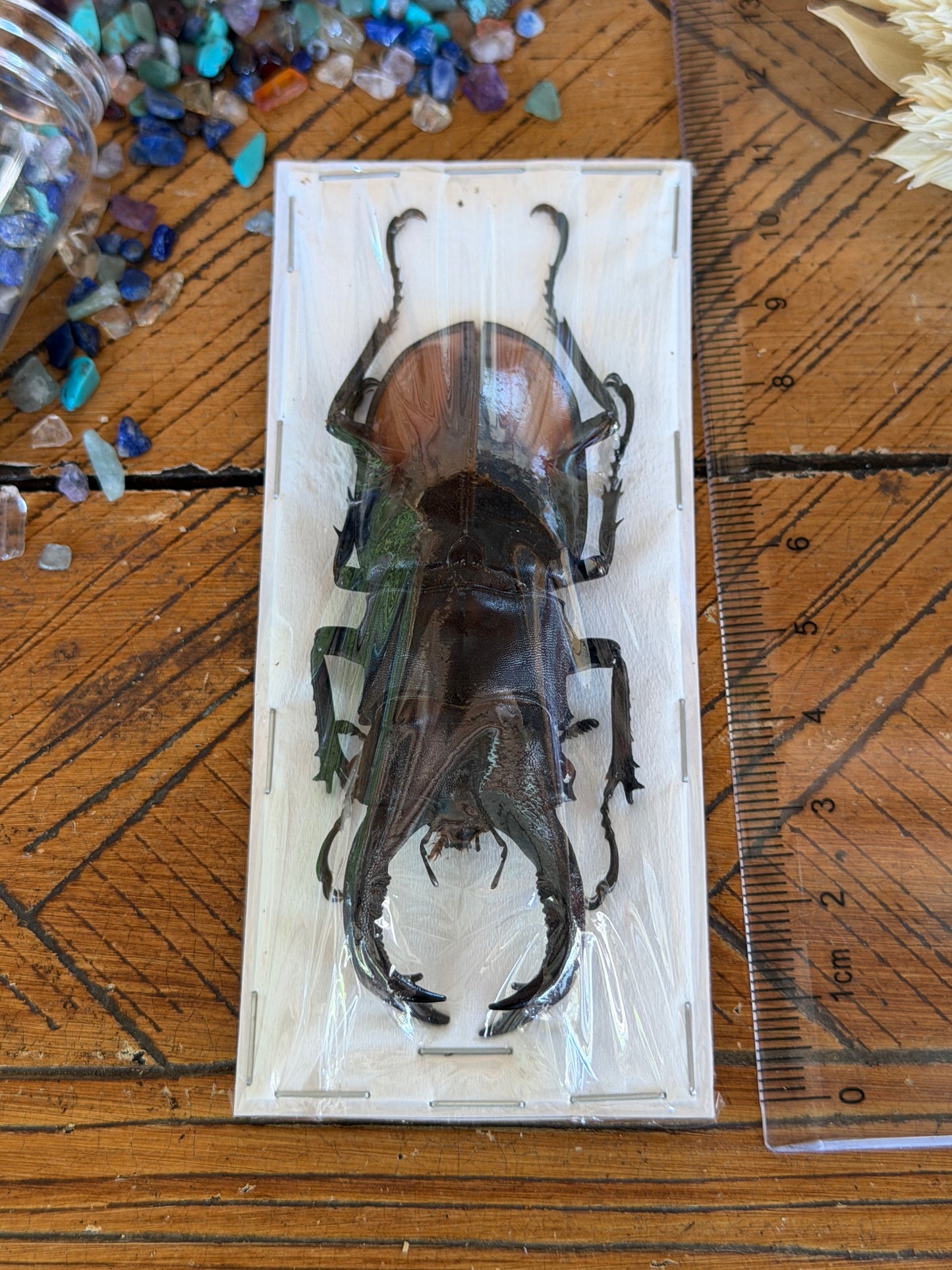 Giant Fighting Stag Beetle - Hexarthrius Parryi Paradoxus