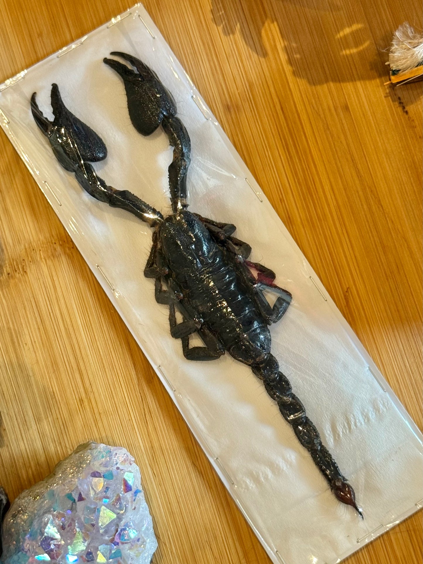 Forest Scorpion- Genus Heterometrus Specimen