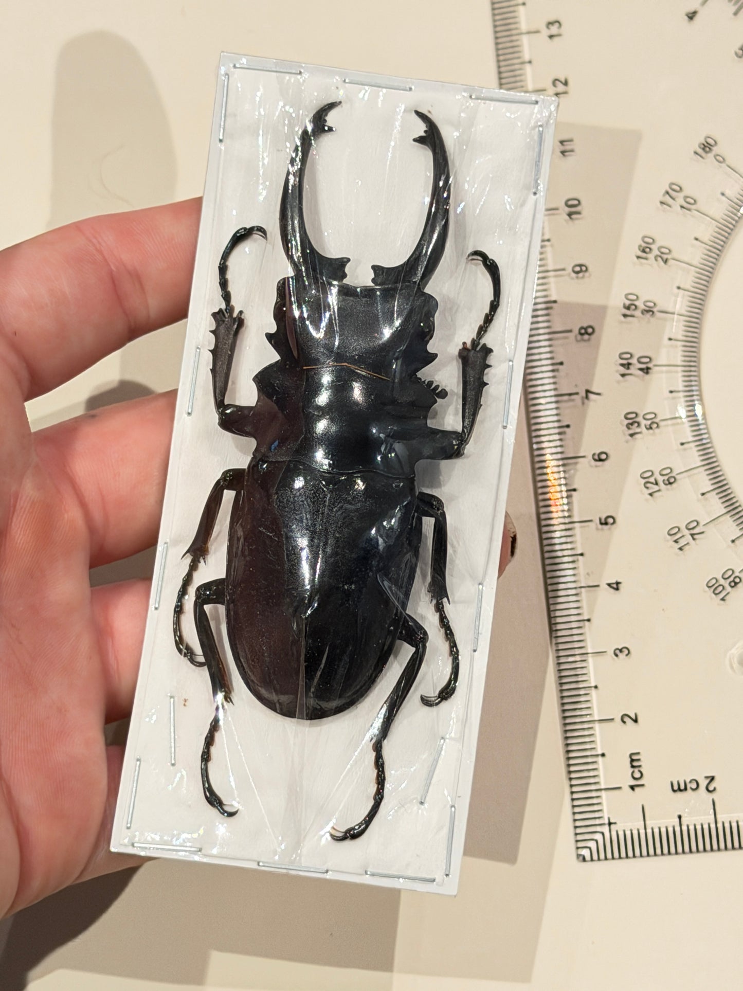 Stag Beetle - Odontolabos Dalmanni