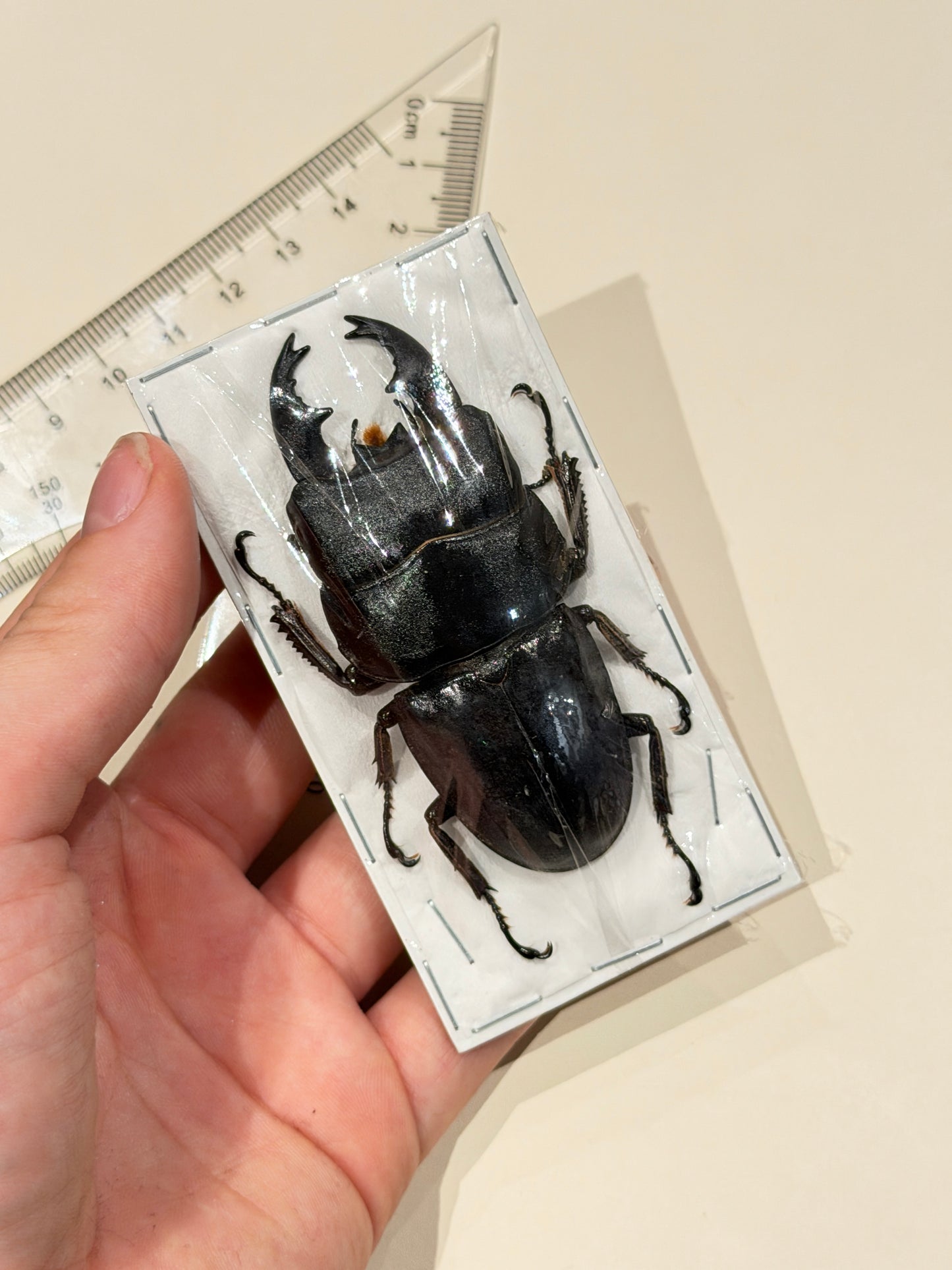 Giant Stag Beetle - Dorcus Alcides