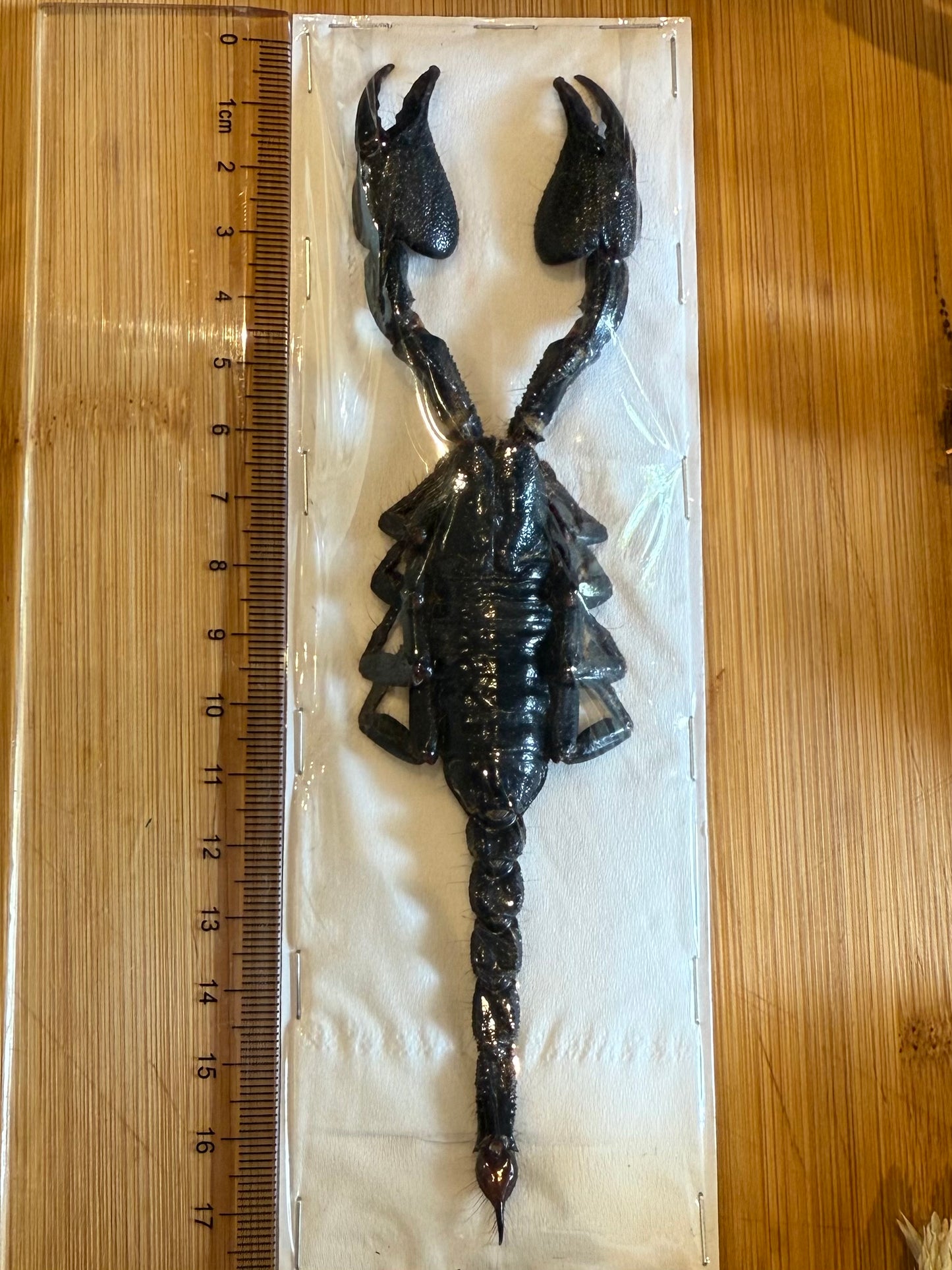 Forest Scorpion- Genus Heterometrus Specimen