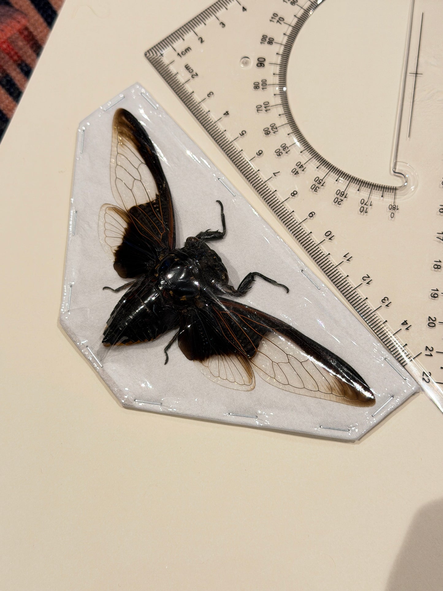 BATWING CICADA - Cryptotympana Aquila