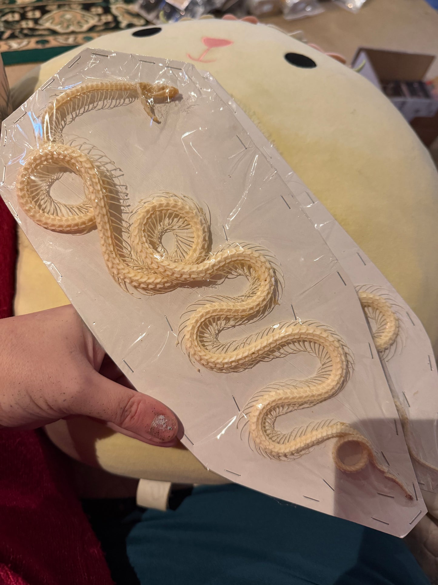 Bungarus candidus - Malayan krait custom set skeleton