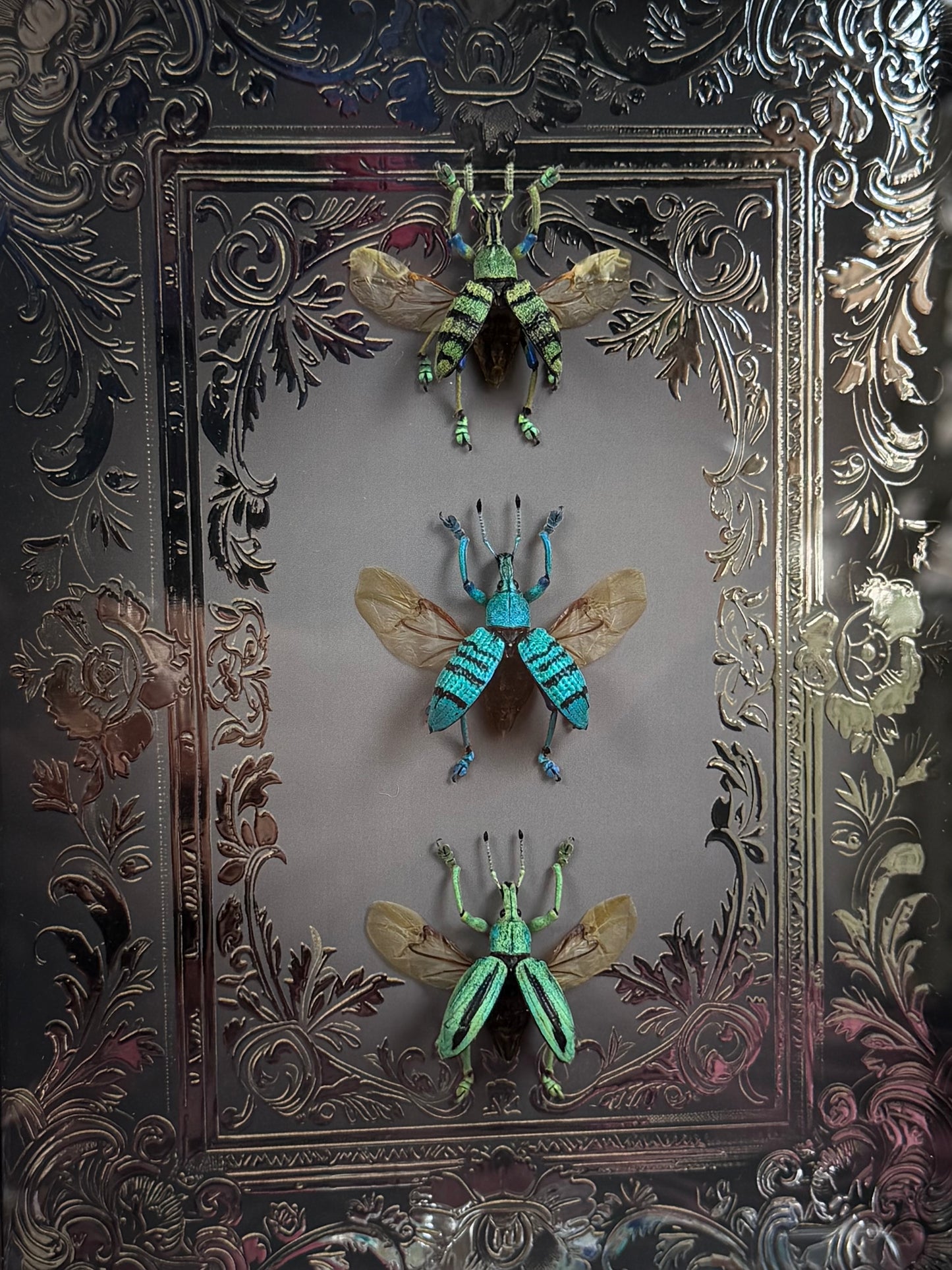 Weevil Trio Framed Specimens (SILVER) - names in description