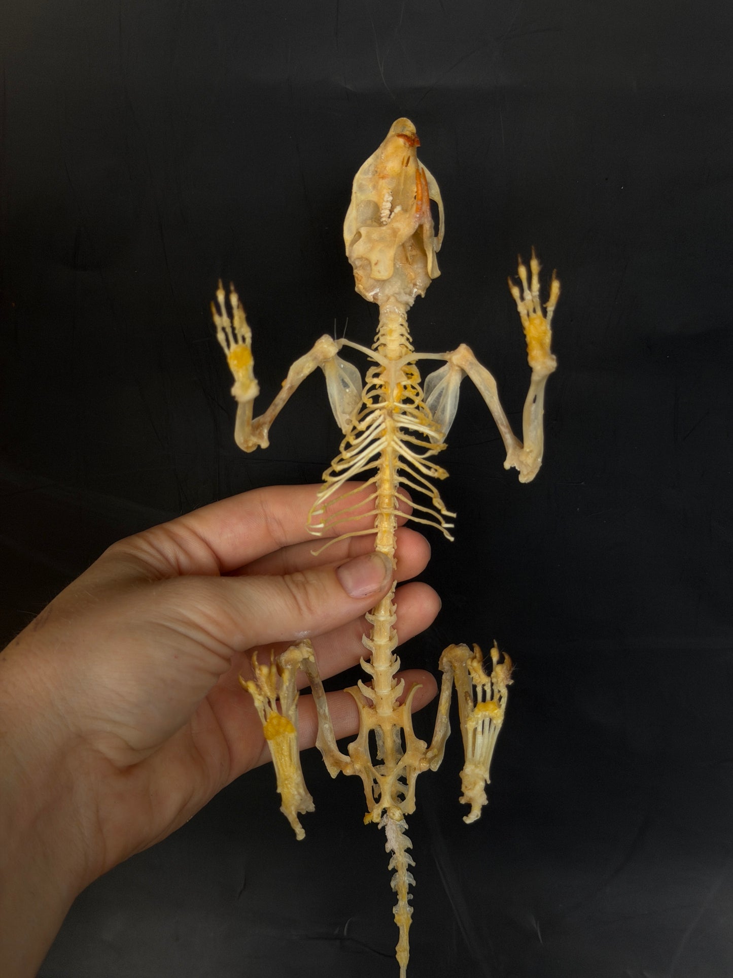 Scandentia/Tree Shrew skeleton - A MINOR QUALITY