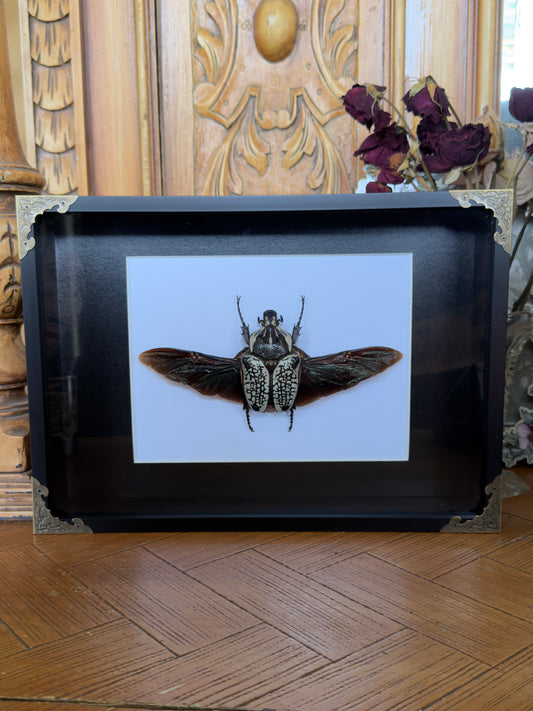 GOLIATH BEETLE Goliathus orientalis Framed Specimen