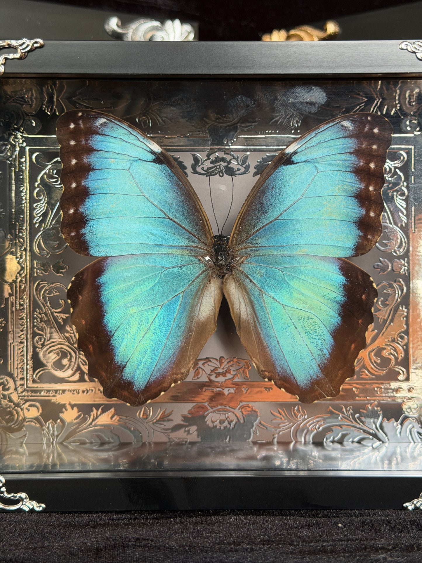 MORPHO BUTTERFLY - Framed Specimen Silver Edition