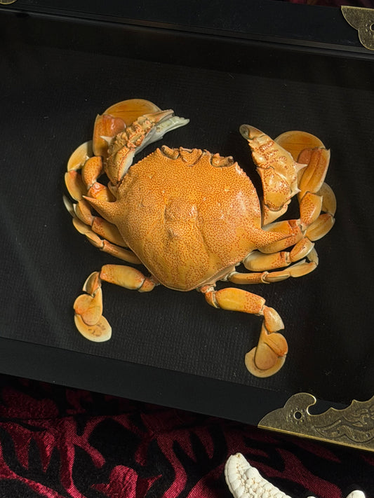 MOON CRAB - Matuta victor Framed Specimen