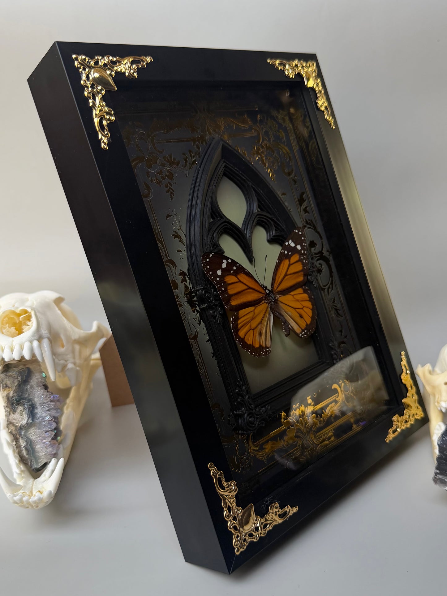 MONARCH BUTTERFLY - Danaus Plexippus Framed Specimen