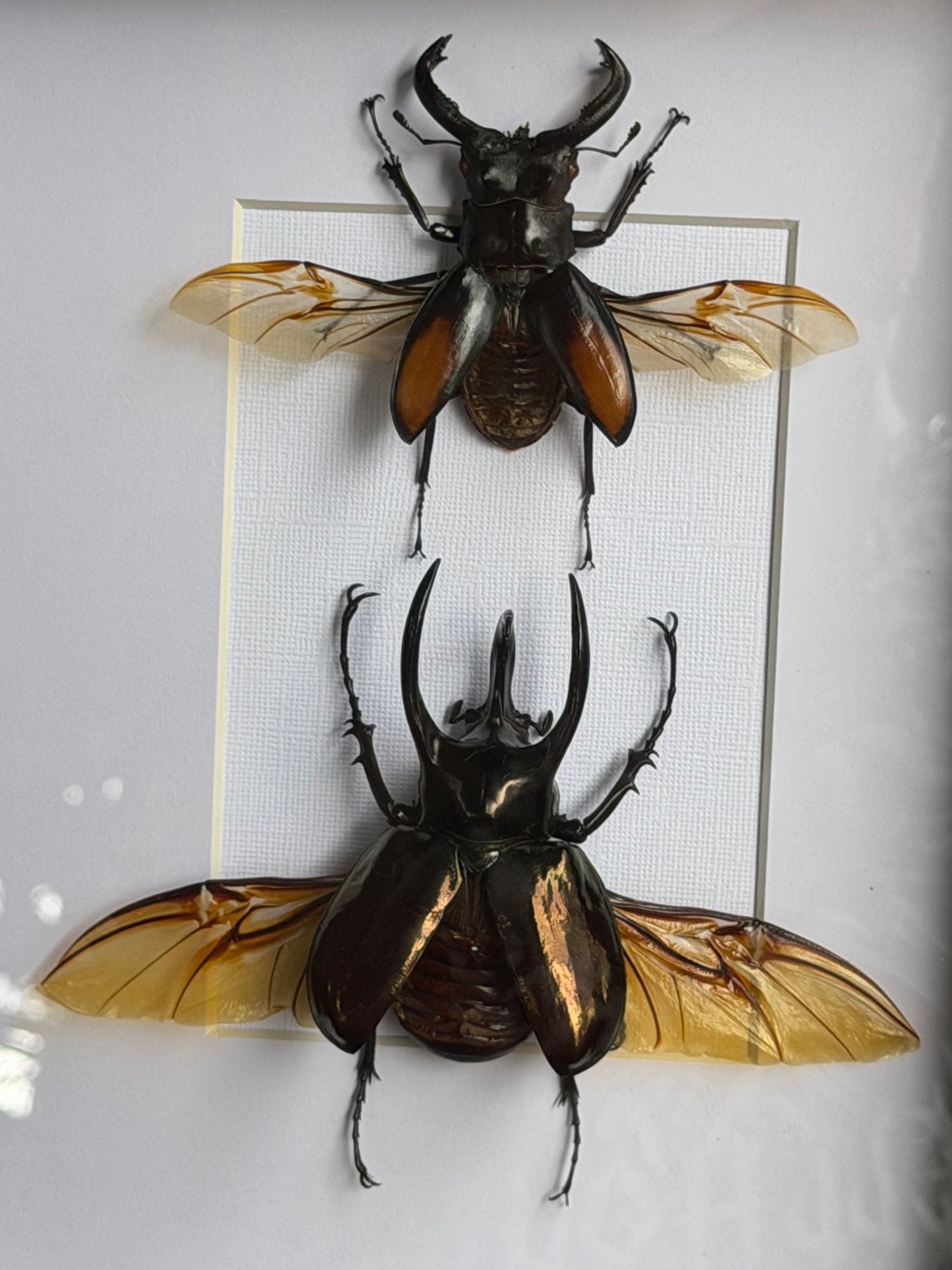BEETLE DUO - Stag Beetle & Atlas beetle Frames Specimen