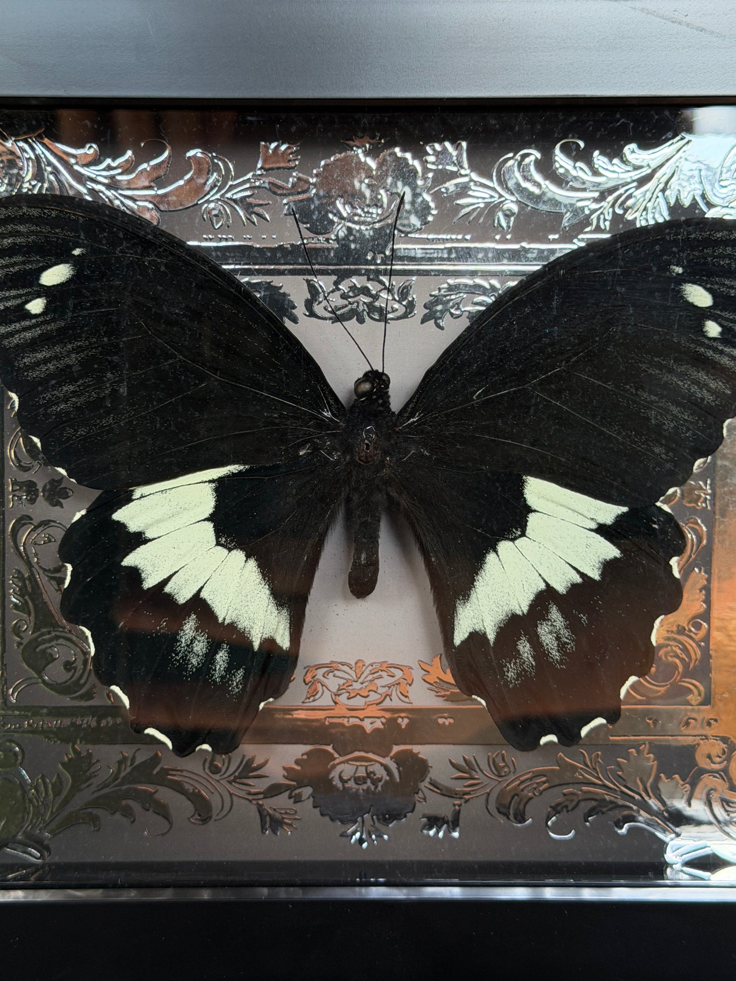 PAPILIO GAMBRISUS - Butterfly Specimen Frame Silver Edition