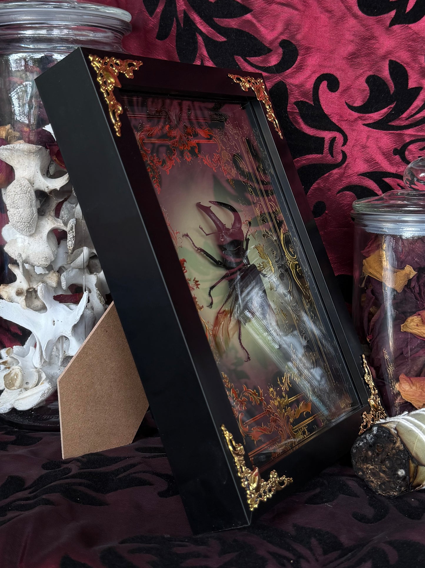 STAG BEETLE - Dorcus titanus yasuokai spread Framed specimen *LOPSIDED WINGS*