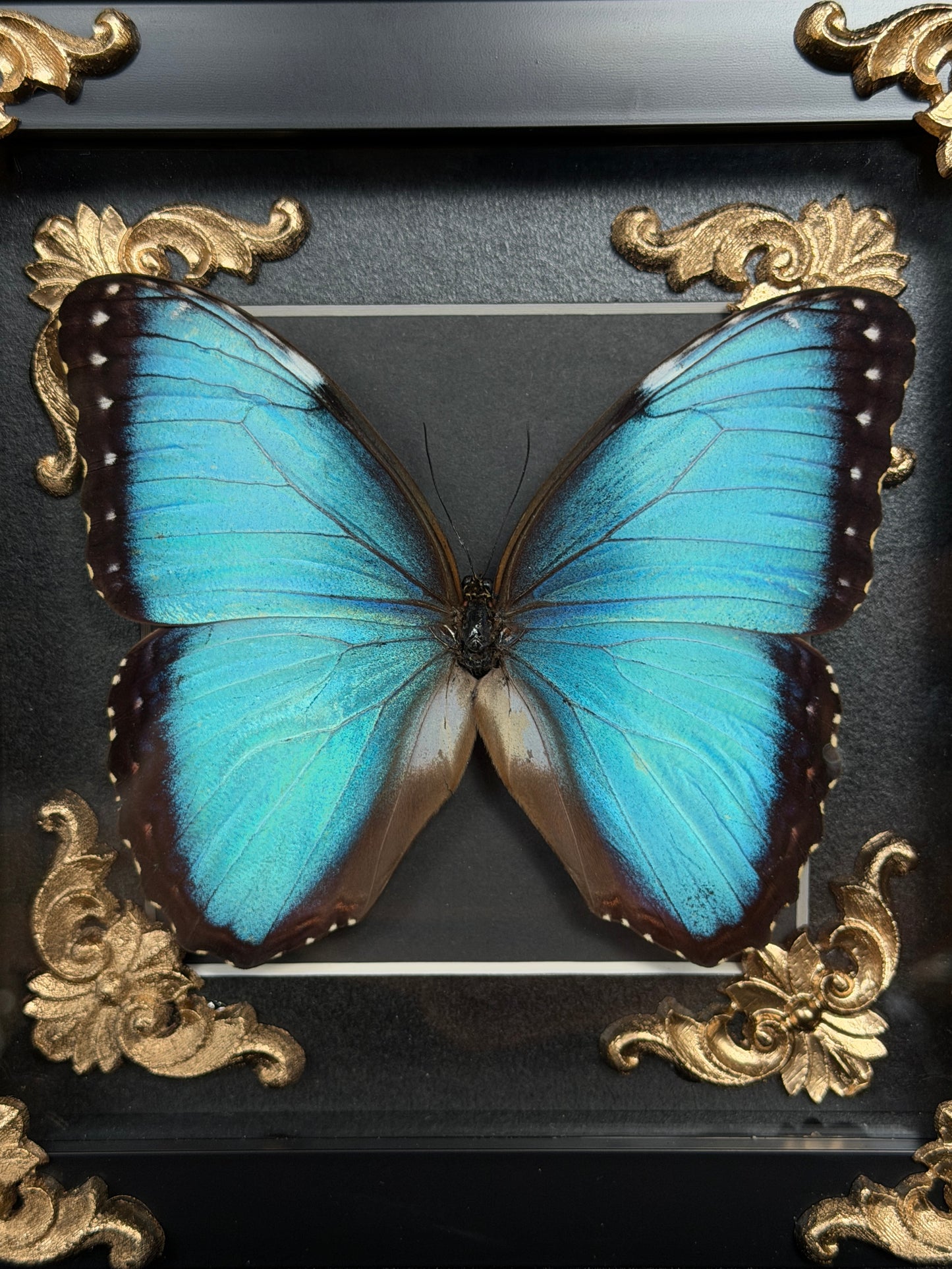 MORPHO BUTTERFLY - Framed Specimen Gold Edition