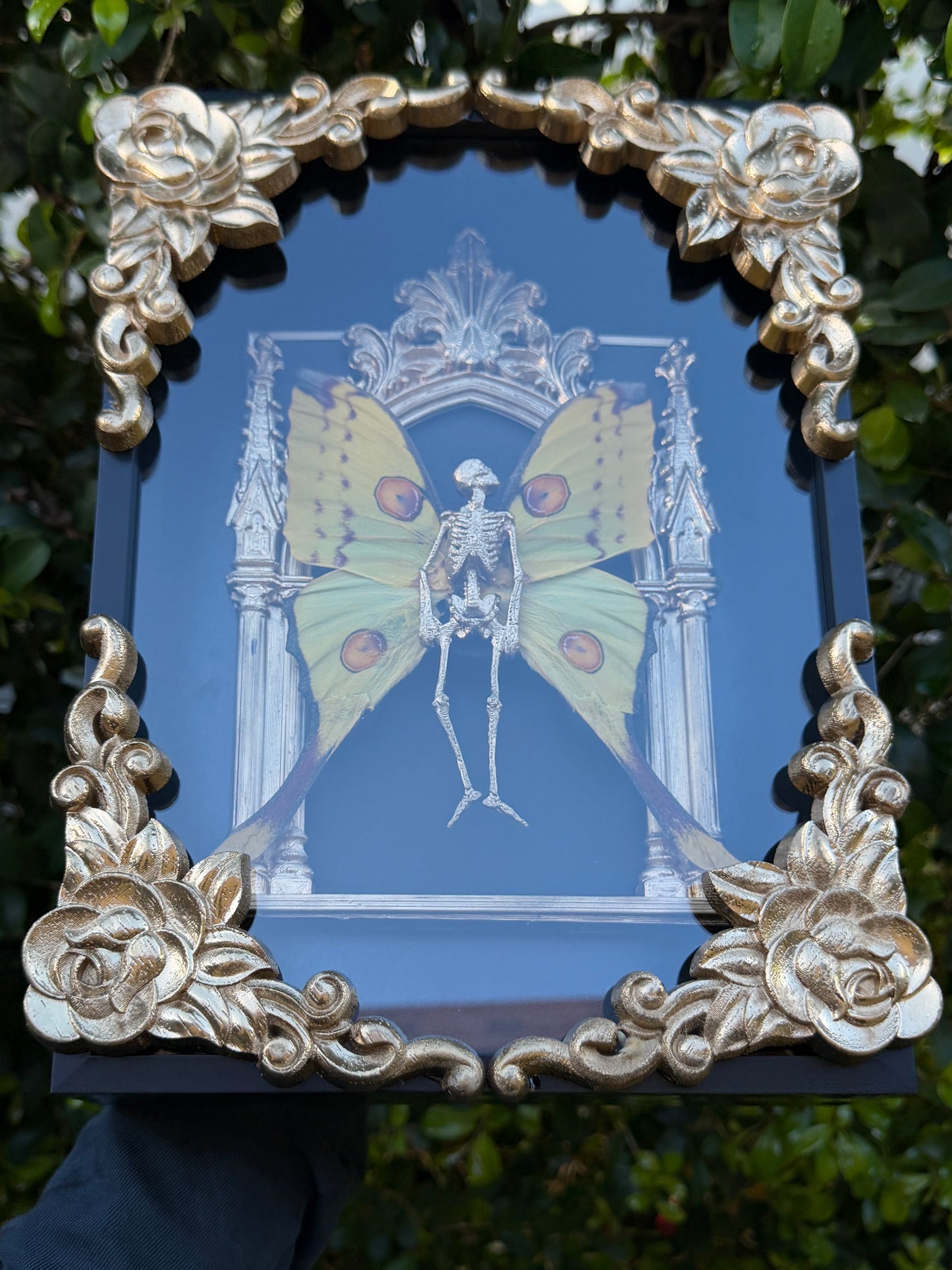 GOLD COMET MOTH MAUSOLEUM - Mother of Hades Dead Fairy Frame