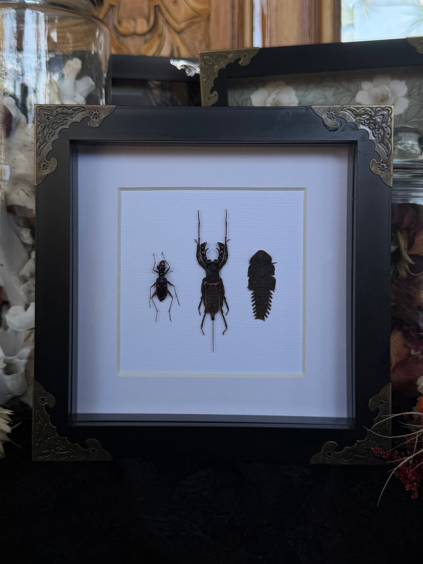 Tiger Beetle, Whip Scorpion & Trilobite TRIO Beetle Framed Specimen - NAMES IN DESCRIPTION