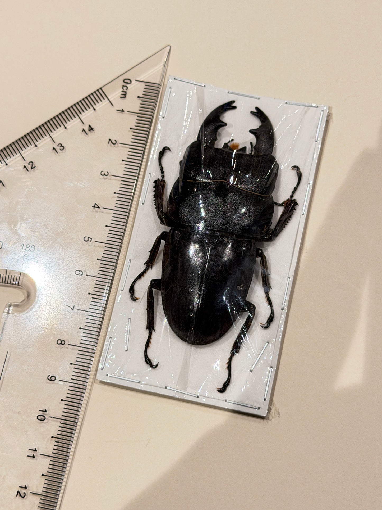 Giant Stag Beetle - Dorcus Alcides