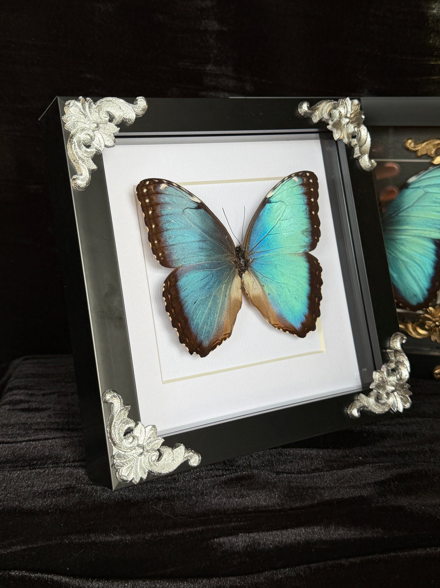 MORPHO BUTTERFLY - Framed Specimen White Edition