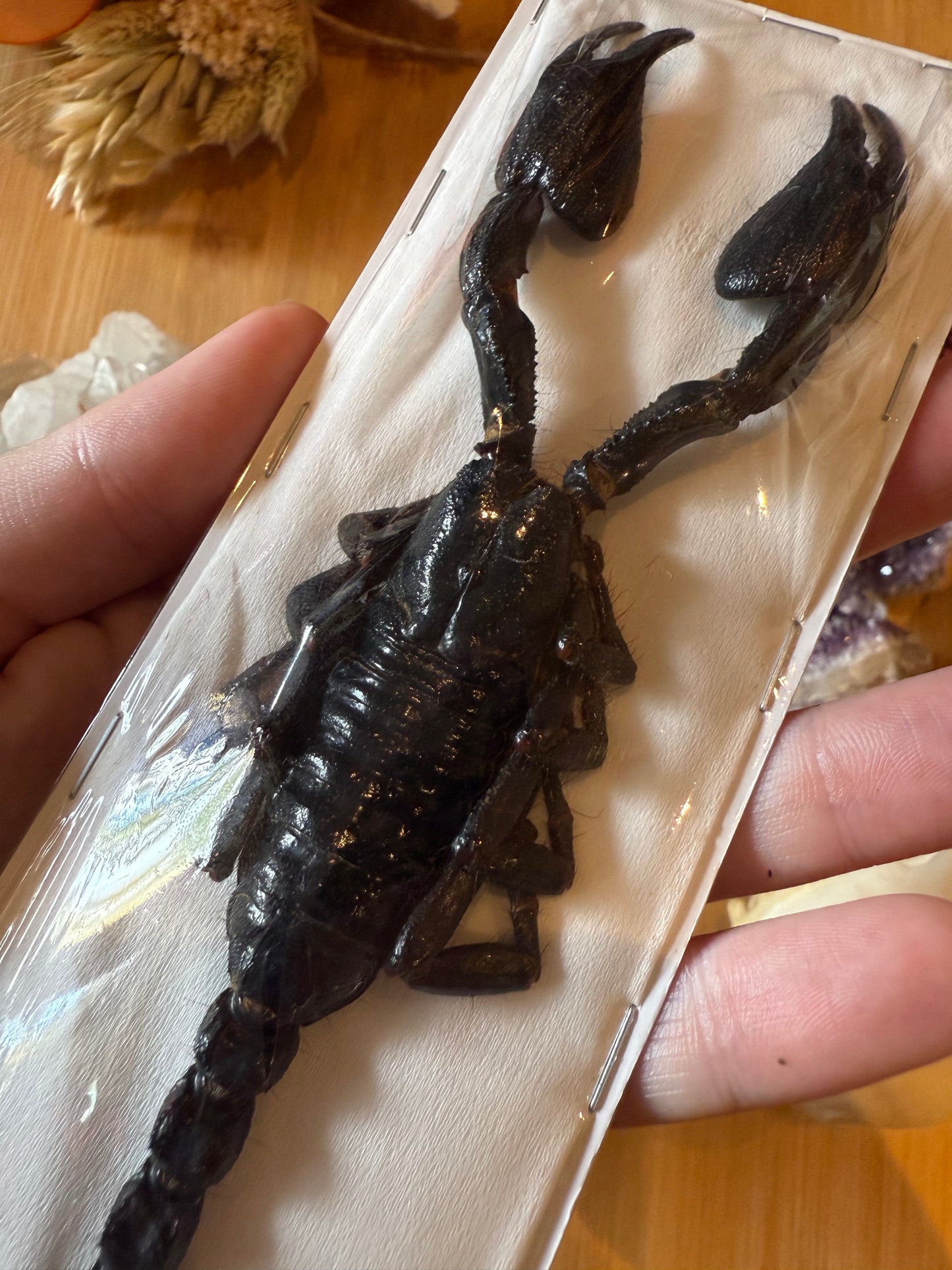 Forest Scorpion- Genus Heterometrus Specimen