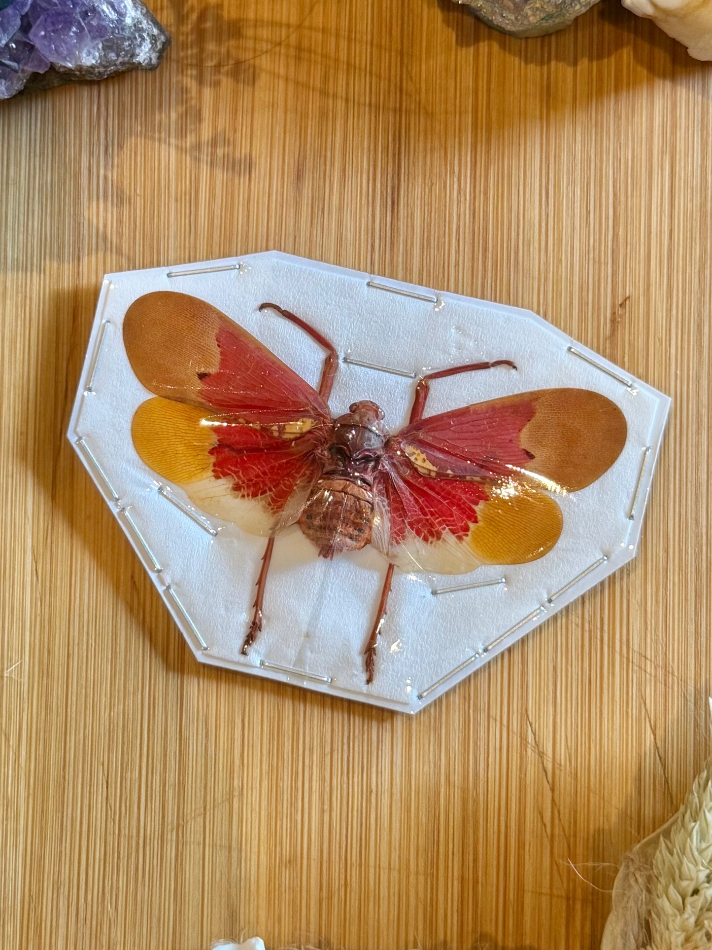 Orange Planthopper- scamandra sanguiflua specimen