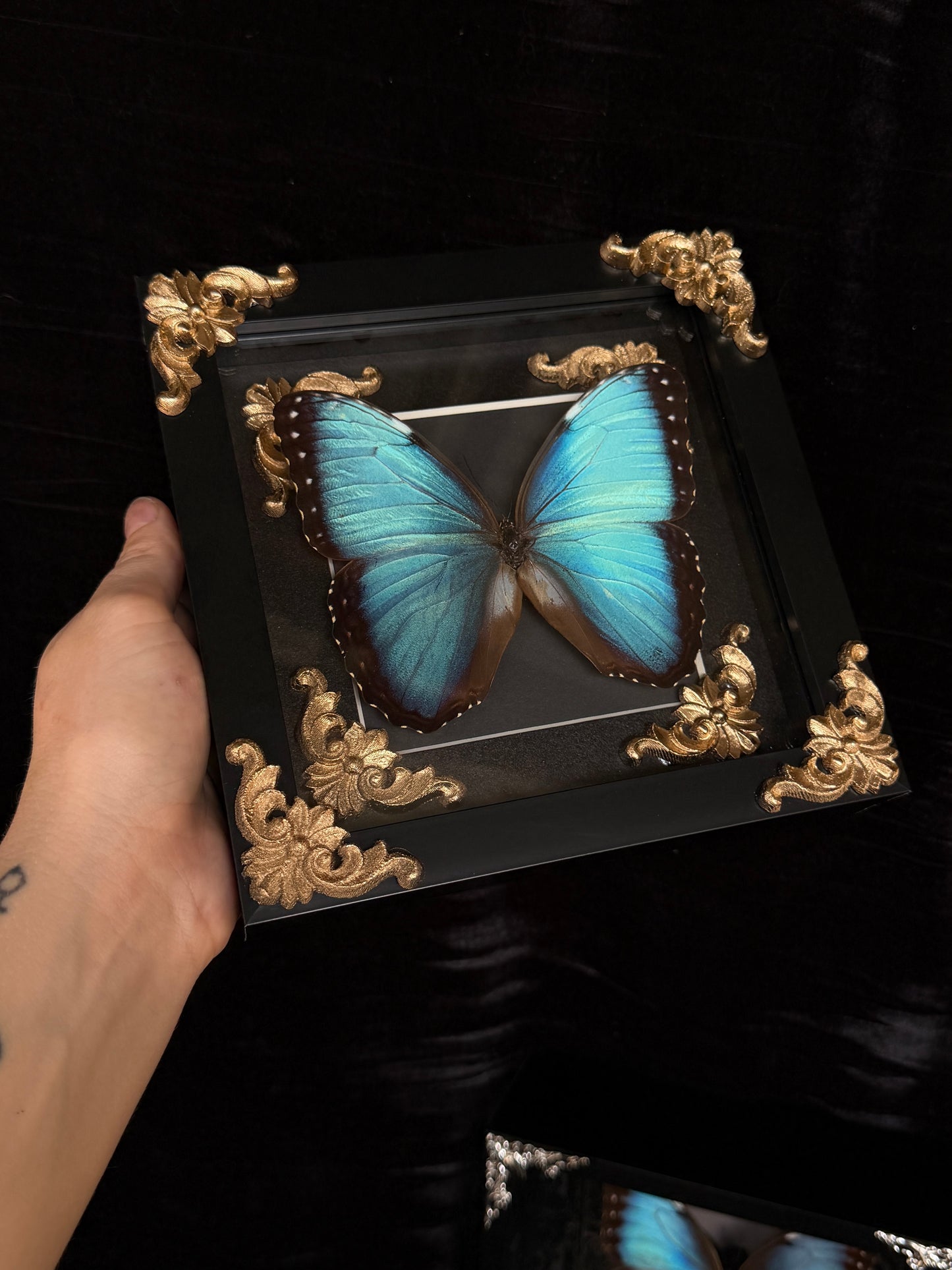 MORPHO BUTTERFLY - Framed Specimen Gold Edition