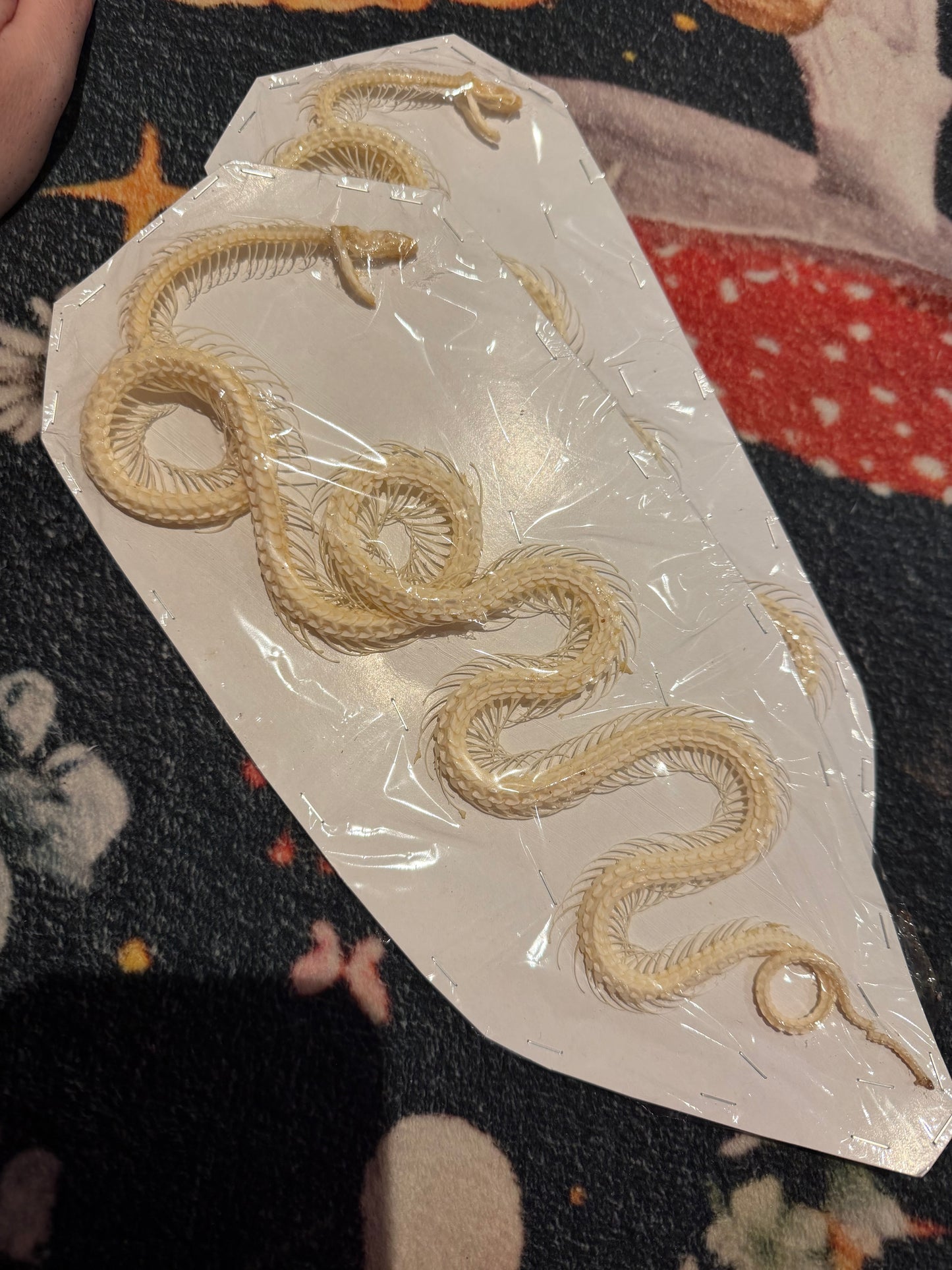 Bungarus candidus - Malayan krait custom set skeleton