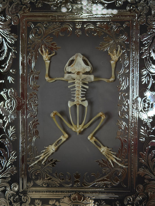 Asian Common Toad Skeleton - Duttaphrynus melanostictus Framed Specimen
