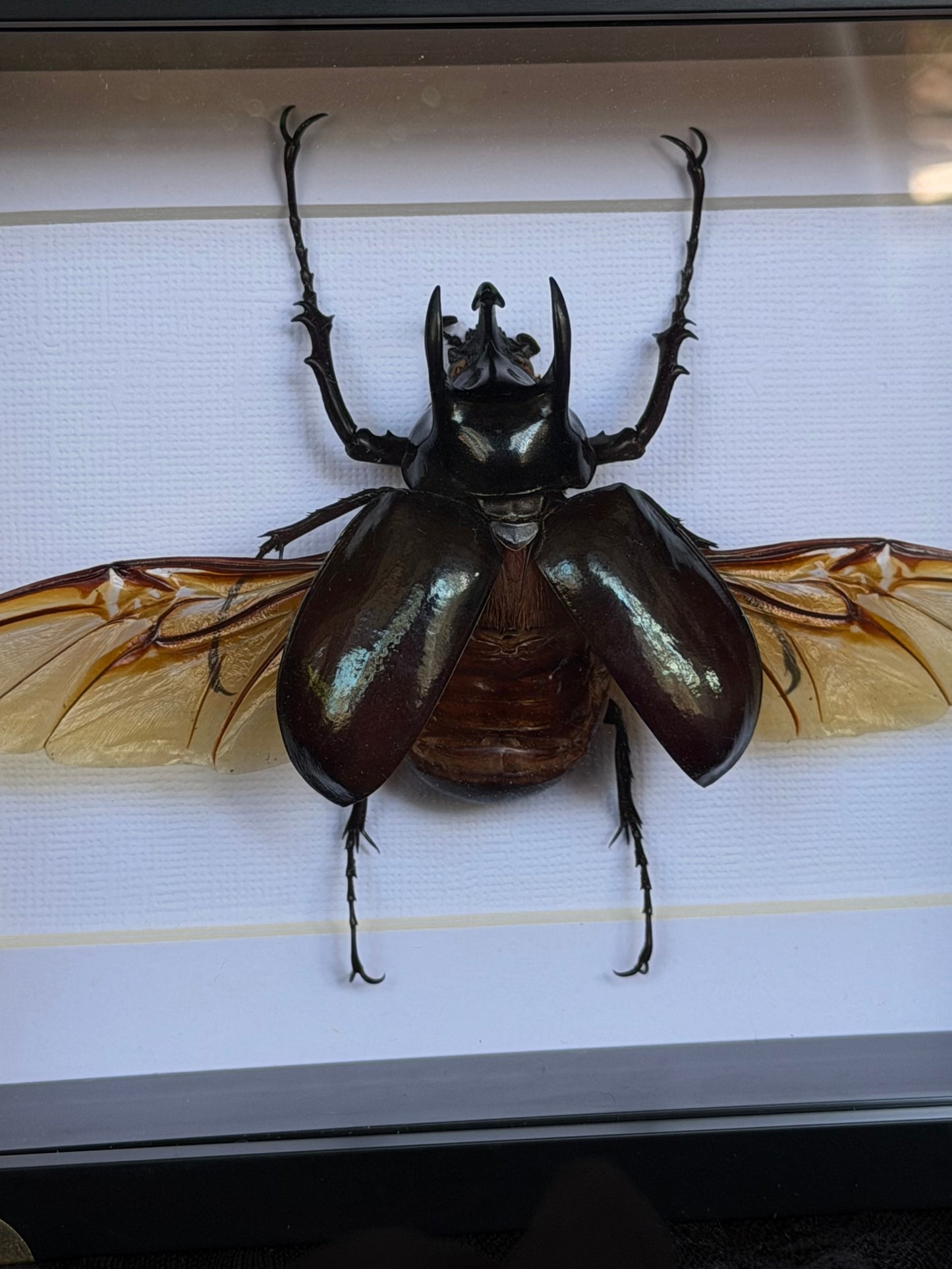 Atlas Beetle Chalcosoma atlas
Framed Specimen