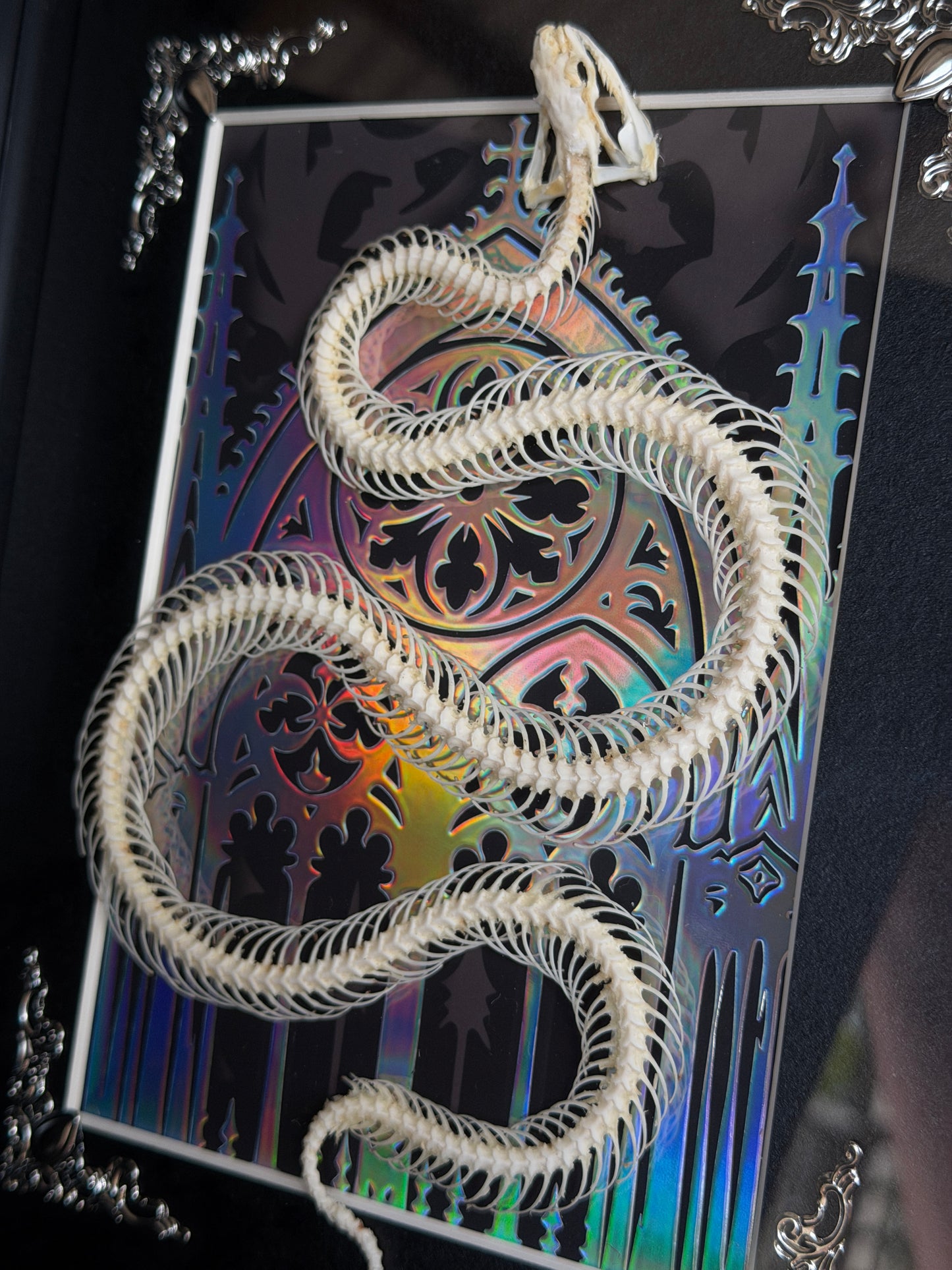 REUSS WATER SNAKE - Snake Skeleton Frame