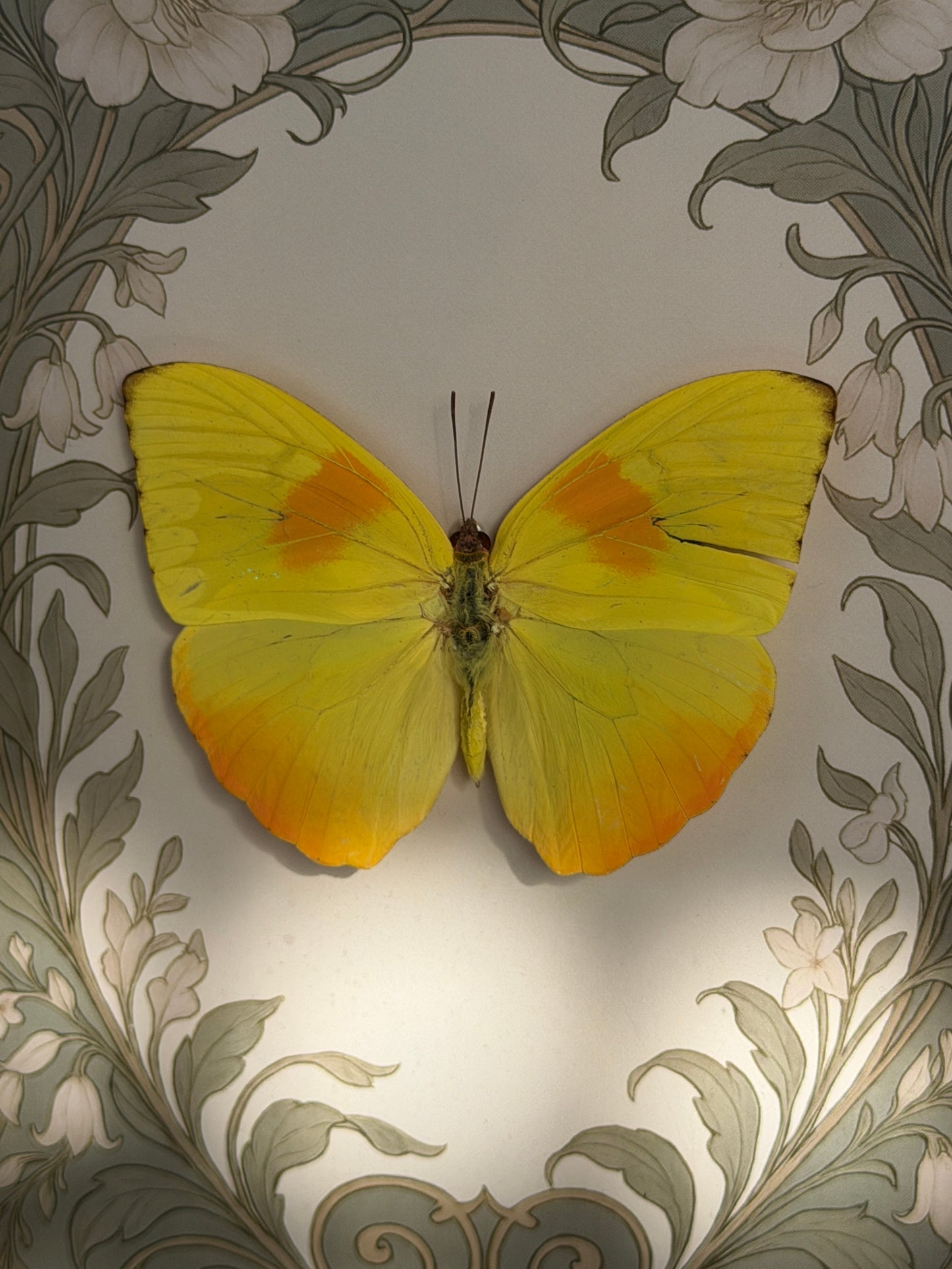PHOEBIS PHILEA - Yellow Butterfly Frame (torn wing)