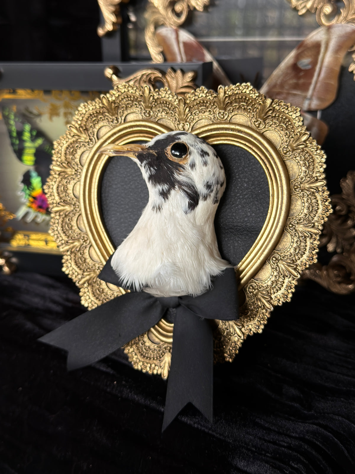 PIGEON HEAD - Mother of Hades Small Gold Heart Open Display Frame