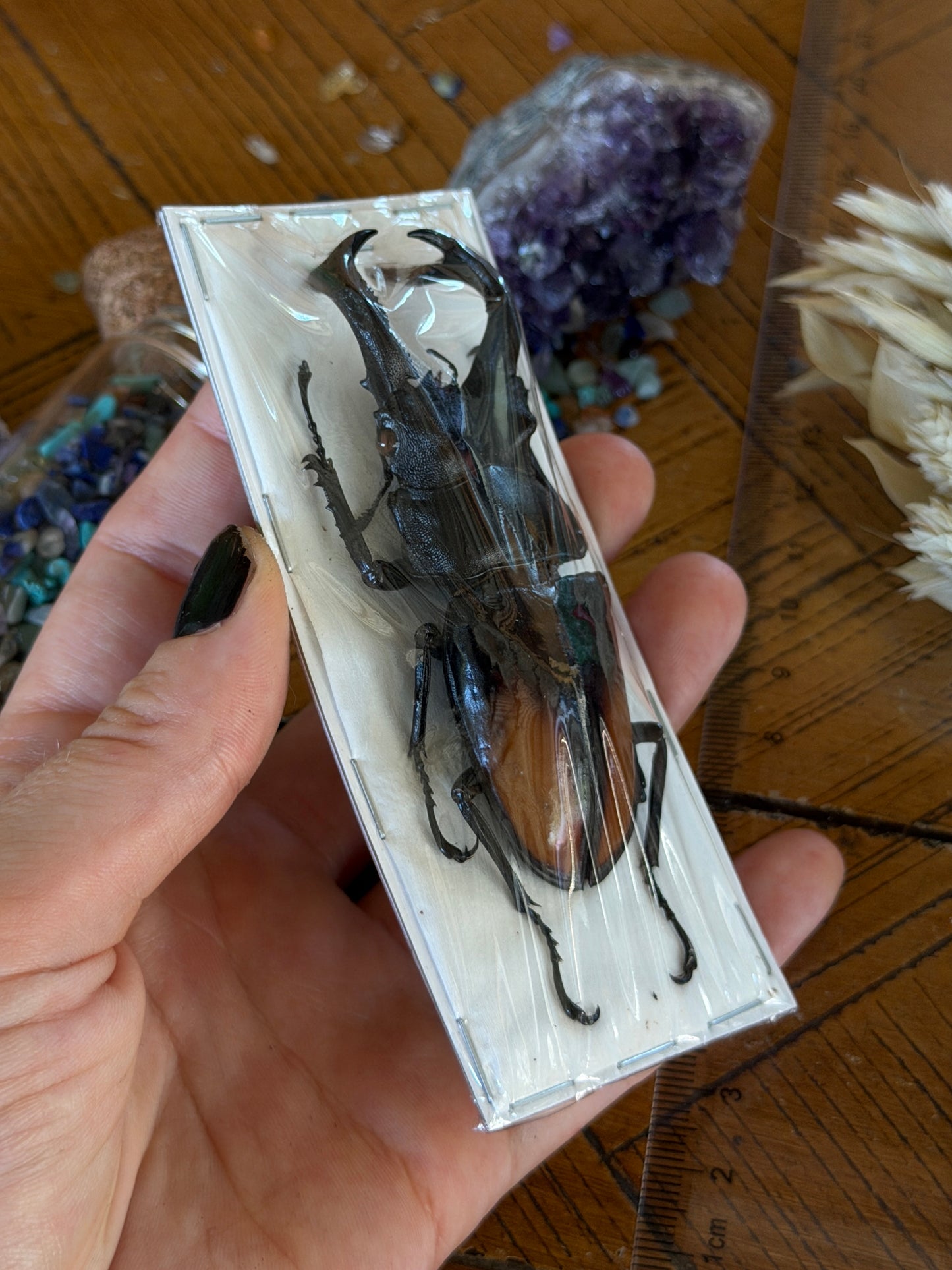 Giant Fighting Stag Beetle - Hexarthrius Parryi Paradoxus