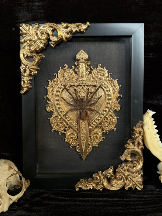 Javan Yellow-kneed Tarantula- Selenocosmia dolichoplectra Framed specimen