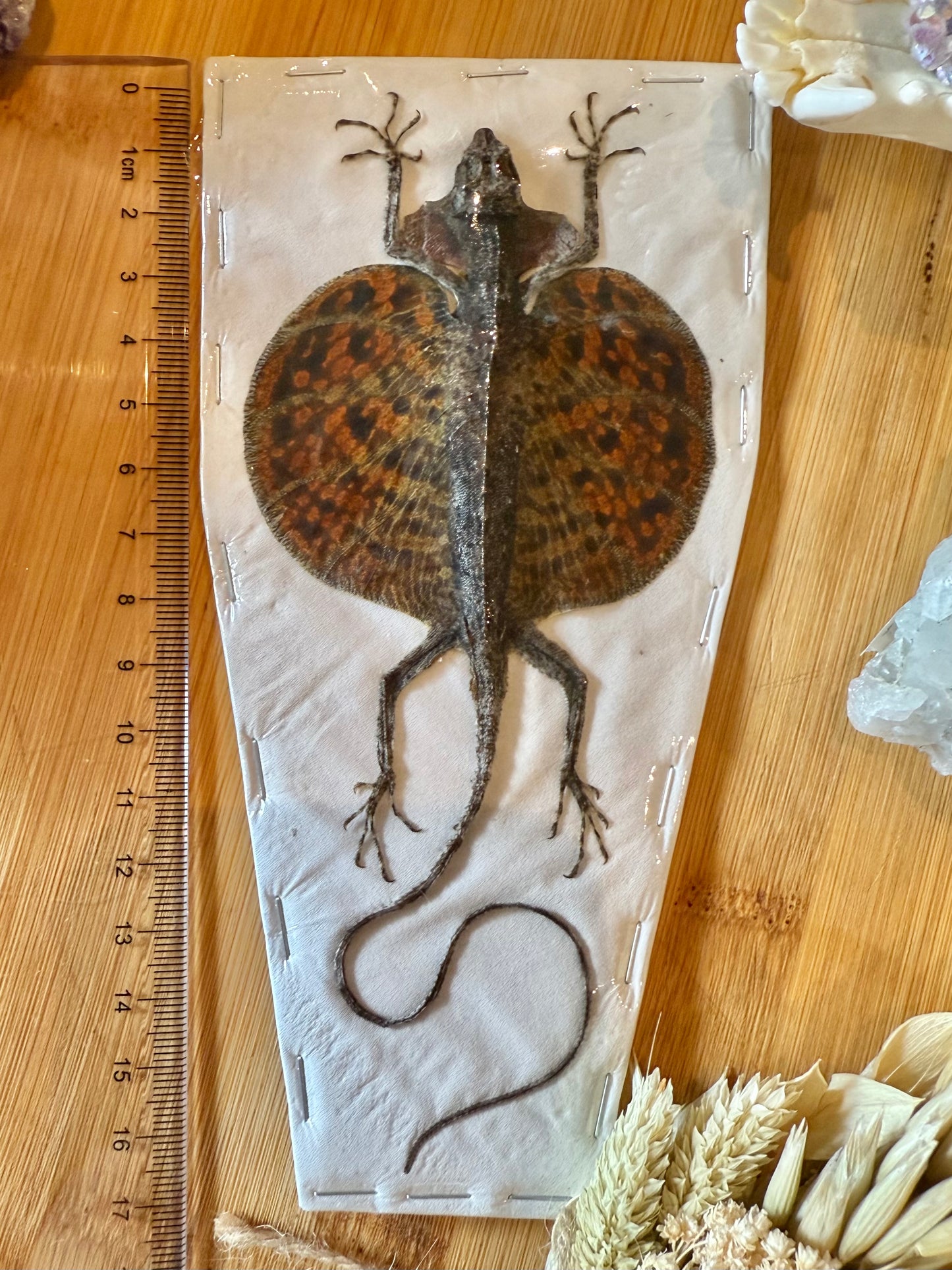 Flying Lizard- Draco volans Specimen