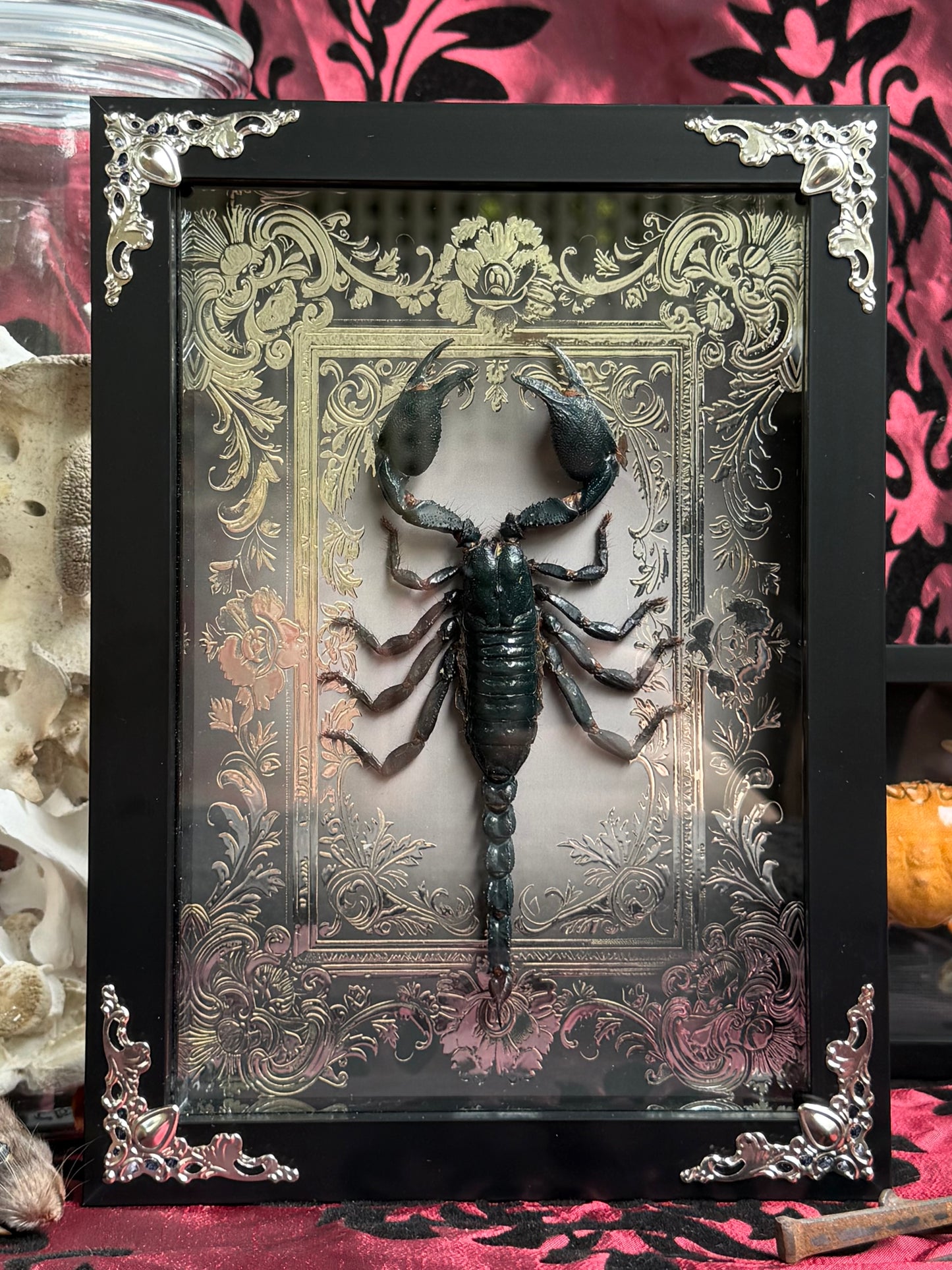 Forest Scorpion - Genus Heterometrus Frames Specimen