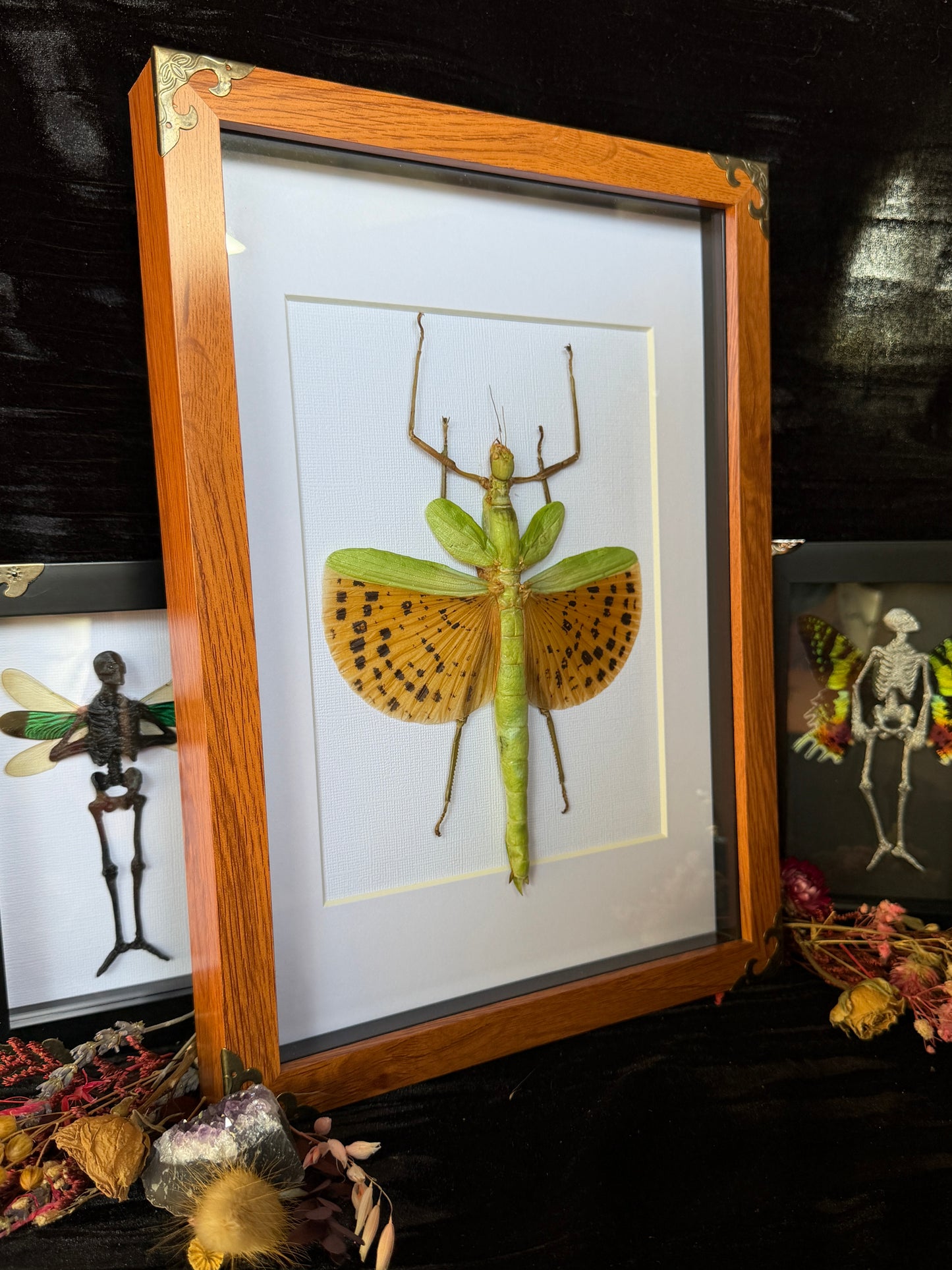Leopard Stick Insect Paracyphocrania major, Framed Specimen