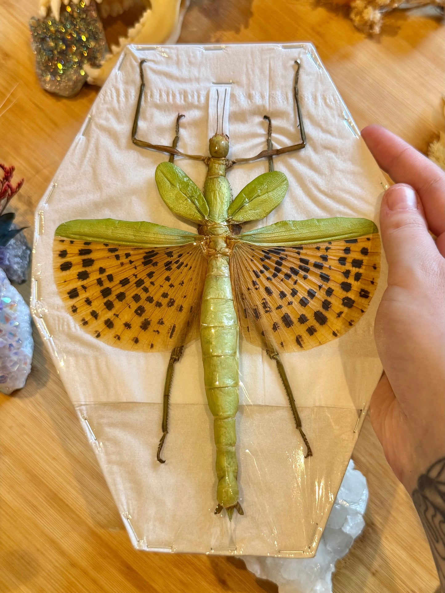 Leopard Stick Insect-Paracyphocrania major specimen