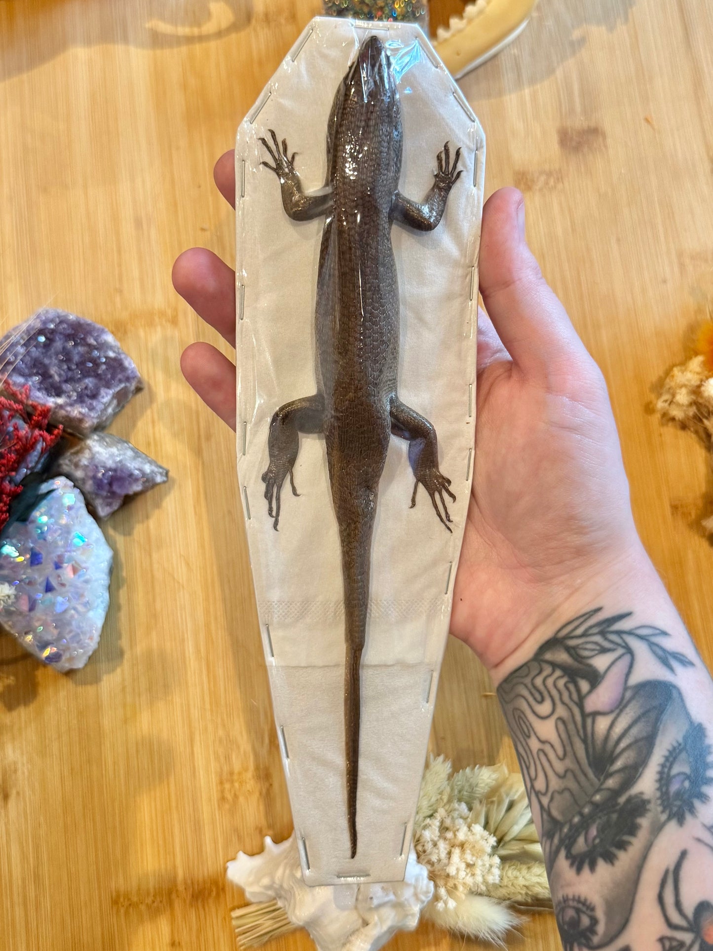 Indian Brown Skink- Eutropis multifasciata specimen