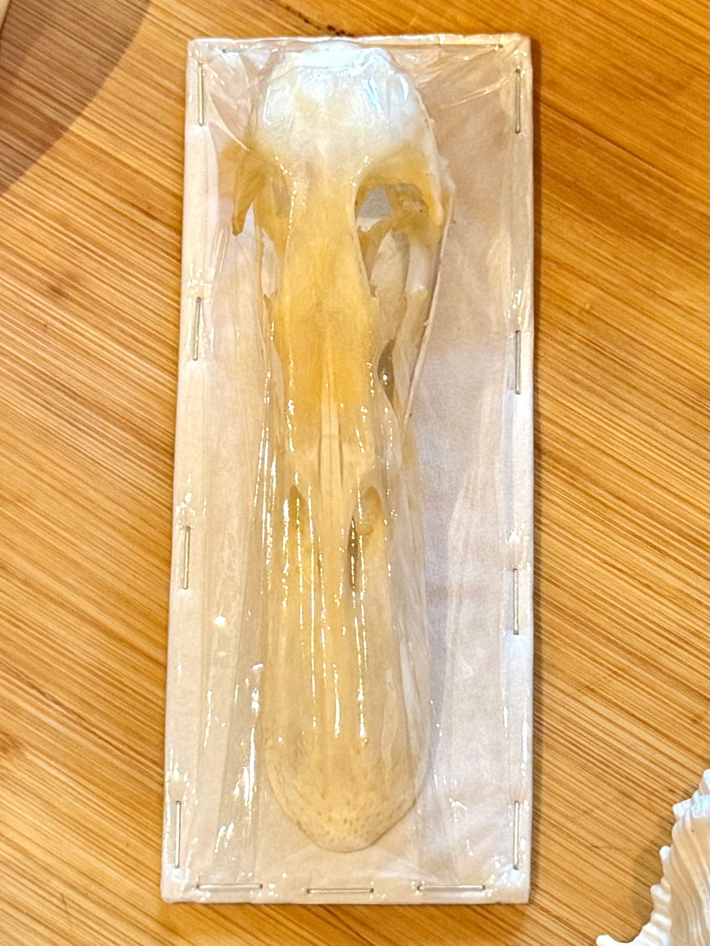 Mallard Duck Skull- Anas platyrhynchos specimen