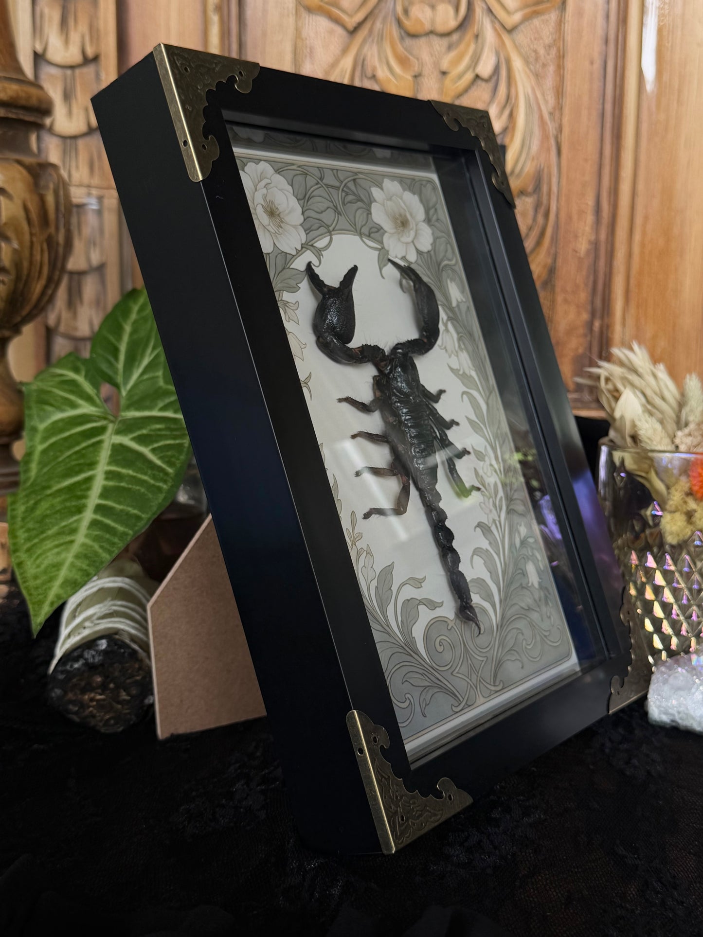 Forest Scorpion - Genus Heterometrus Frames Specimen (SAGE)