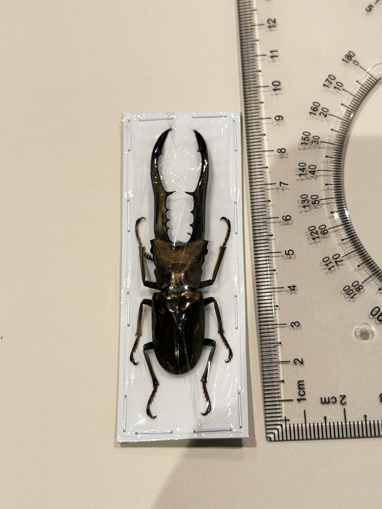 METALLIC STAG BEETLE - cyclommatus metallifer finae